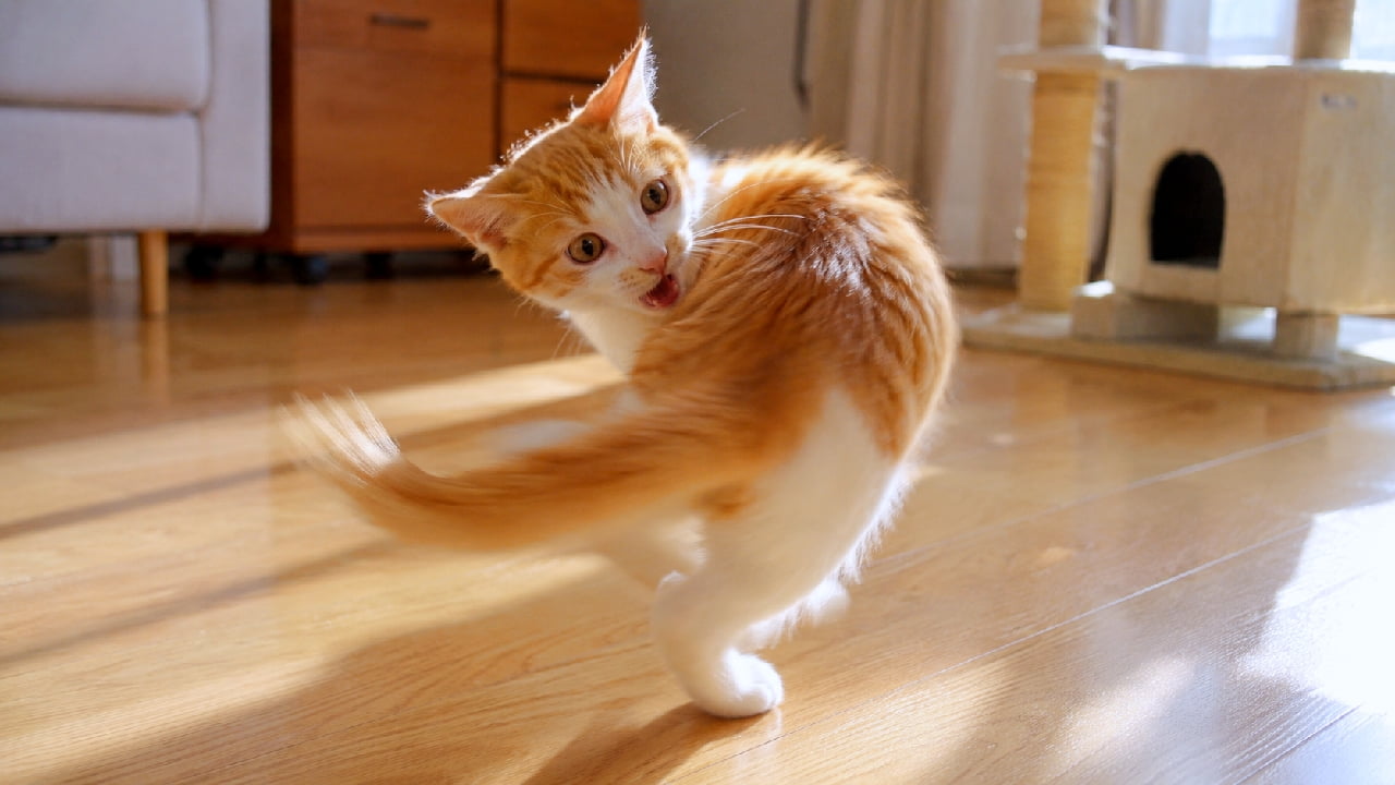 「自分のしっぽを捕まえろ〜!🐈💨 クルクル回る元気いっぱいな姿に思わず笑顔になっちゃいます😆☀️ #茶白猫 #子猫の冒険 #おもしろ猫 #猫好きさんと繋がりたい #子猫 #ハチワレ #子猫のいる暮らし」Ultra-realistic high-quality photograph of an energetic orange and white bicolor kitten spinning around to chase its own tail on a sunlit wooden floor. 日当たりの良いフローリングの部屋で、自分のしっぽを追いかけてぐるぐると回転している茶白のハチワレ子猫(ミックス)の高画質写真。大きく口を開けたやんちゃな表情、躍動感あふれるポーズ、そして太陽の光に透けて輝くオレンジと白の被毛が美しく捉えられています。背景のキャットタワーや木製家具が、温かい家庭の雰囲気を醸し出しています