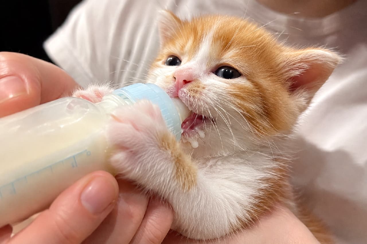 「ミルクおいちいね🍼💕 おててでしっかりボトルをホールドする姿が尊すぎて胸キュンです😭✨ #ミルクボランティア #保護猫 #茶白猫 #猫好きさんと繋がりたい #子猫 #ハチワレ #子猫のいる暮らし」Ultra-realistic high-quality photograph of a precious orange and white kitten holding onto a baby bottle with its tiny paws, eagerly drinking milk fed by a human. 人間の手で優しく支えられた哺乳瓶から、一生懸命にミルクを飲んでいる茶白のハチワレ子猫の高画質写真。口の周りにミルクをいっぱいつけながら、ピンク色の肉球がある小さな両手でボトルを力強くホールドする姿が愛おしいです。カメラを真っ直ぐ見つめるつぶらな黒い瞳と、産毛のようなフワフワの毛並みが詳細に描写されています