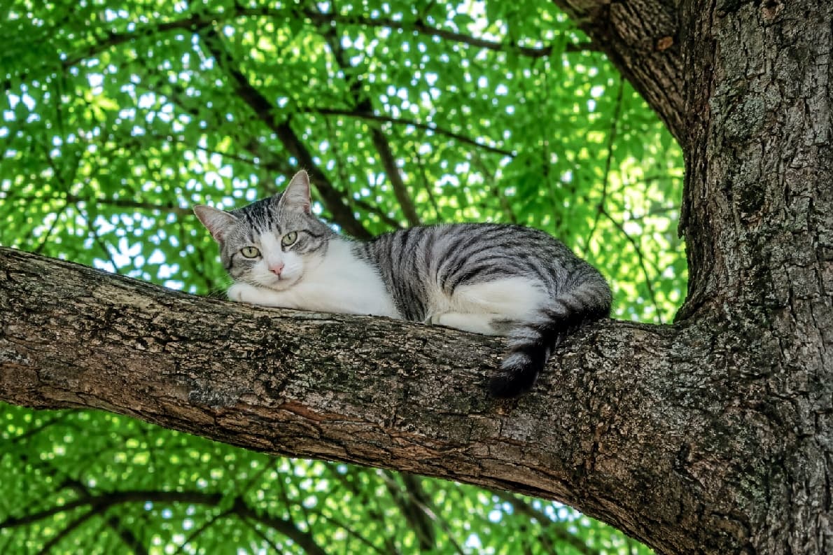 「木の上は特等席にゃ🐾🌳 新緑とサバ白ちゃんの組み合わせが爽やかすぎて癒やし効果バツグンですね✨ #サバ白 #猫とお散歩 #木登り猫 #猫好きさんと繋がりたい #ハチワレ #猫のいる暮らし」Ultra-realistic high-quality photograph of a silver tabby and white cat resting gracefully on a thick tree branch. The beautiful dappled sunlight filtering through the vibrant green foliage highlights the cat's striking coat pattern, white chest, and pale emerald-green eyes as it relaxes with its head resting on its paws. 鮮やかな新緑の木漏れ日の中、太い木の枝の上に腹ばいになってくつろぐサバ白(シルバータビー&ホワイト)のミックス猫の高画質写真。淡いエメラルドグリーンの瞳と、美しいグレーの縞模様、真っ白な胸元のコントラストが魅力的です。前足にお顔を乗せたリラックスポーズが自然の美しさと見事に調和しています