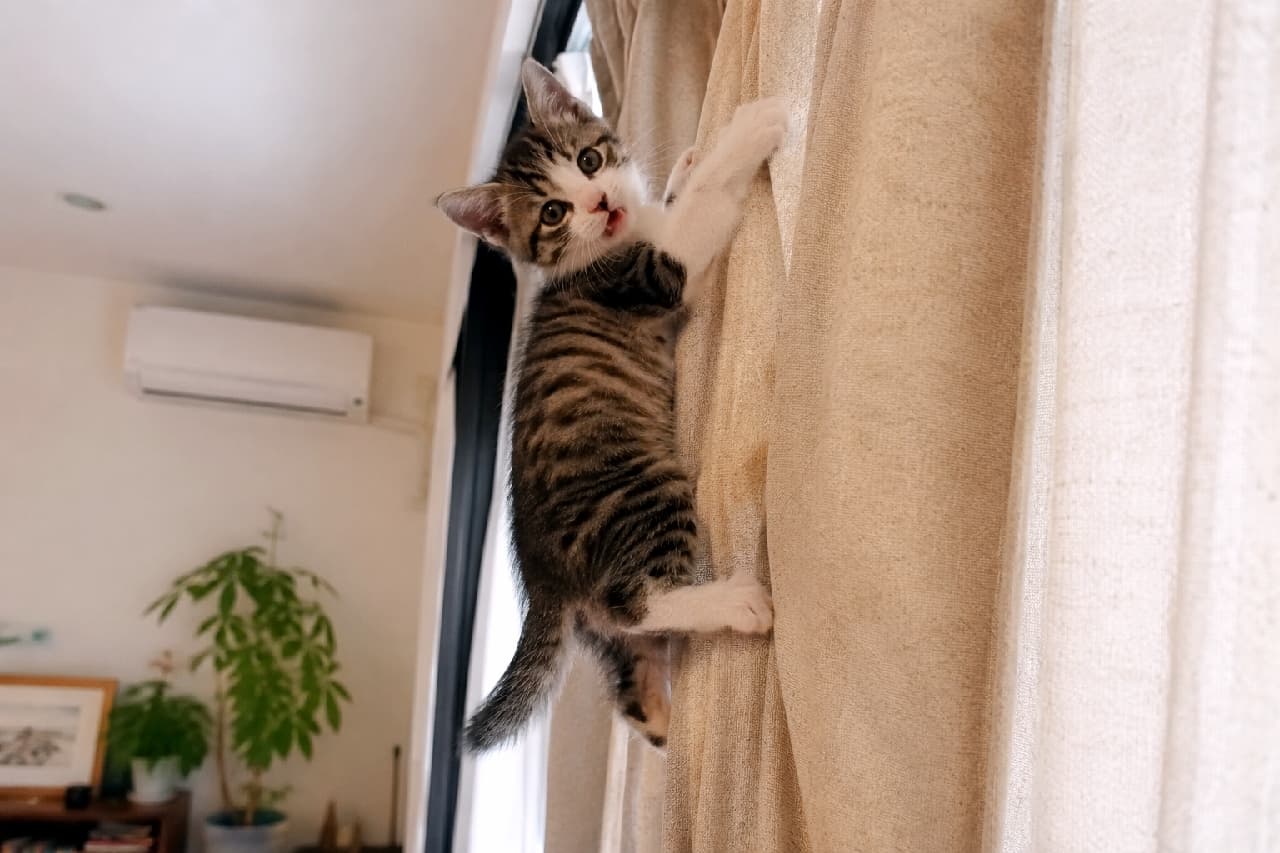 「「ここまで登れたにゃ!」ドヤ顔で振り返るスパイダーにゃんこ🧗♂️💨 カーテンボロボロは覚悟の上です😂 #サバ白 #やんちゃ猫 #スパイダーキャット #猫好きさんと繋がりたい #子猫 #ハチワレ #子猫のいる暮らし」Ultra-realistic high-quality photograph of a mischievous silver tabby and white kitten climbing a beige curtain, looking back at the camera with wide eyes and an open mouth. The bright living room background features a plant and an air conditioner. ベージュのカーテンに小さな両手両足でしっかりと飛びつき、よじ登っているサバ白(ミックス)の子猫の高画質写真。丸い瞳でカメラを振り返りながら小さく口を開けて鳴いているような、無邪気な表情が愛らしいです。背景にはエアコンや観葉植物があり、日常のやんちゃなワンシーンを切り取っています