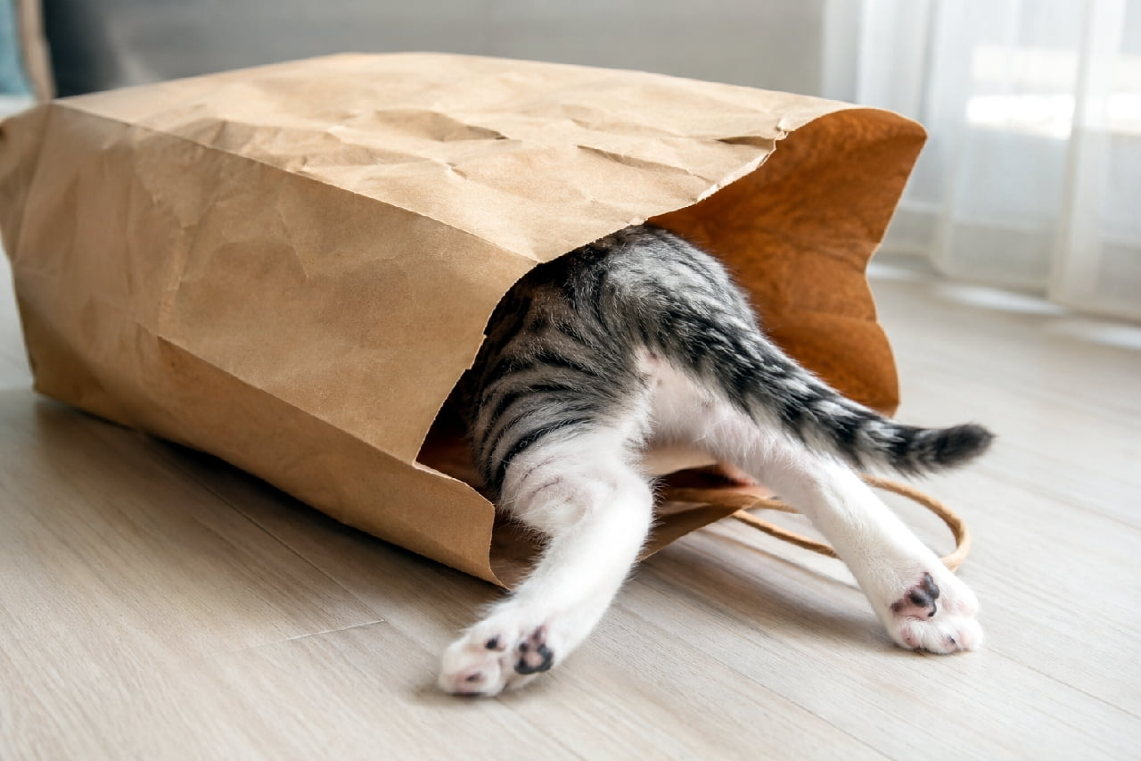 「「頭隠して尻隠さず」のお手本😂 紙袋のガサガサ音がたまらないんだよね🛍️🐾 #サバ白 #猫のお尻 #おもしろ猫 #猫好きさんと繋がりたい #子猫 #ハチワレ #子猫のいる暮らし」Ultra-realistic high-quality photograph of a playful silver tabby and white kitten diving headfirst into a brown paper bag on a light wooden floor, with only its striped tail and hind legs featuring cute paw pads sticking out. フローリングの床に置かれた茶色い紙袋に頭から勢いよく突っ込んでいる、サバ白(ミックス)の子猫の高画質写真。頭と上半身は袋にすっぽり隠れ、外に投げ出されたシマシマのしっぽと、ピンクと黒が混ざった可愛らしい肉球のある白い後ろ足だけが見える、ユーモラスな構図