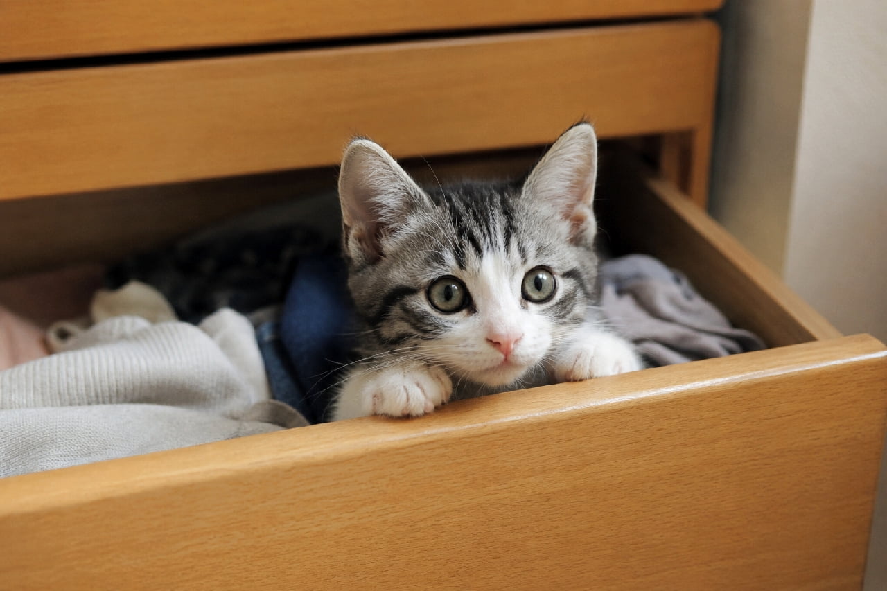「お着替え探してるの?👕🐾 引き出しを開けたらこんな天使がいた…なんて夢みたいですよね🥺💖 #かくれんぼ猫 #いたずら猫 #サバ白 #猫好きさんと繋がりたい #子猫 #ハチワレ #子猫のいる暮らし」Ultra-realistic high-quality photograph of an adorable silver tabby and white kitten peeking out from a wooden dresser drawer filled with clothes. The kitten is resting its tiny white paws on the edge, looking at the camera with large, curious round eyes and perked-up ears in a cozy home setting. 衣類が入った木製の引き出しの中に潜り込み、縁に小さな白い両手を乗せてひょっこりと顔を出しているサバ白(シルバータビー&ホワイト)の子猫の高画質写真。好奇心に満ちたビー玉のように丸く大きな瞳と、ピンと立った耳、あどけない表情がたまらなく愛らしい、日常の心温まるワンシーン