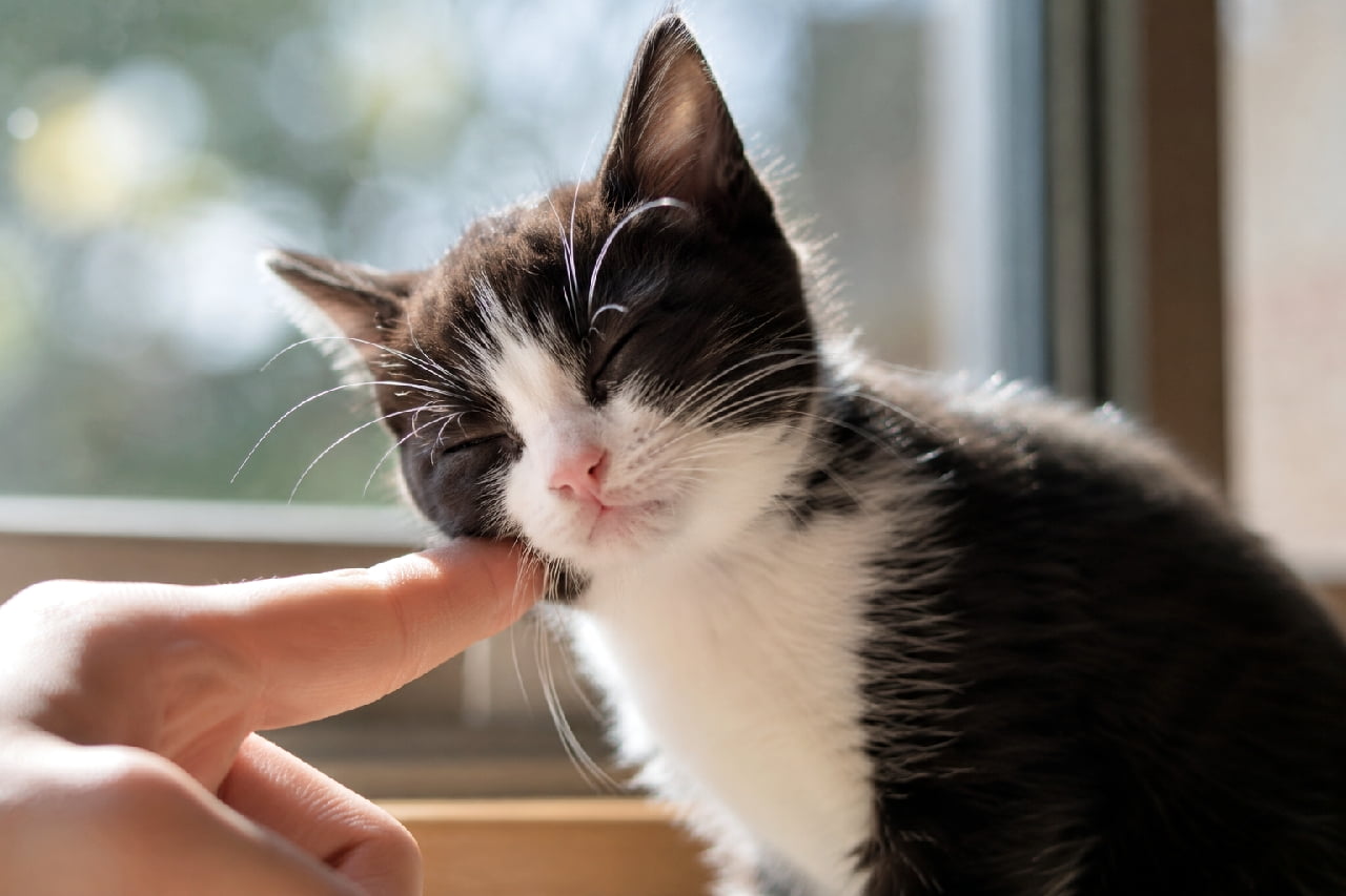 「指先へのスリスリが止まらない〜🤤💖 幸せそうなお顔を見ているだけで癒やされますね🌿✨ #猫好きさんと繋がりたい #甘えん坊 #子猫 #ハチワレ #子猫のいる暮らし」Ultra-realistic high-quality photograph of a sweet black and white tuxedo kitten with its eyes closed, happily rubbing its cheek against a human index finger. The beautiful backlighting highlights the soft fuzz of its fur and white whiskers, with a lovely soft-focus green background. 画面左下から差し出された人間の人差し指に、目を細めて気持ちよさそうに頬をスリスリと擦り付けている黒白ハチワレ子猫(ミックス)の高画質写真。ピンクの小さな鼻と、逆光でキラキラと輝くフワフワの産毛、ピンと張った白いヒゲが詳細に描写されています。背景の窓越しの緑が美しい玉ボケとなり、温かく穏やかな雰囲気を醸し出しています