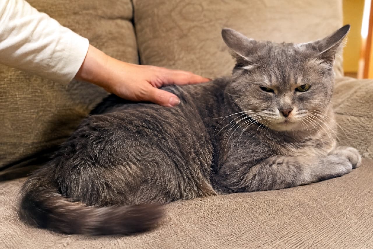 「「今はそういう気分じゃないニャ…」😾しっぽブンブン&イカ耳の不機嫌コンボ発動中!構いすぎには注意ですね💦 #猫の気持ち #イカ耳 #にゃんすたぐらむ #猫のいる暮らし」Ultra-realistic high-quality photograph of an annoyed grey cat lying on a beige sofa while being pet by a human hand, featuring flattened "airplane ears" and a blurred tail swishing vigorously side to side to show displeasure. ベージュのソファの上で飼い主の手によって撫でられ、不機嫌そうに目を細めるグレーの猫の超高画質写真。少し横に倒れたイカ耳、イライラを表現するように大きく左右にブンブンと振られているしっぽの残像が、猫の不快な感情をリアルに伝えています