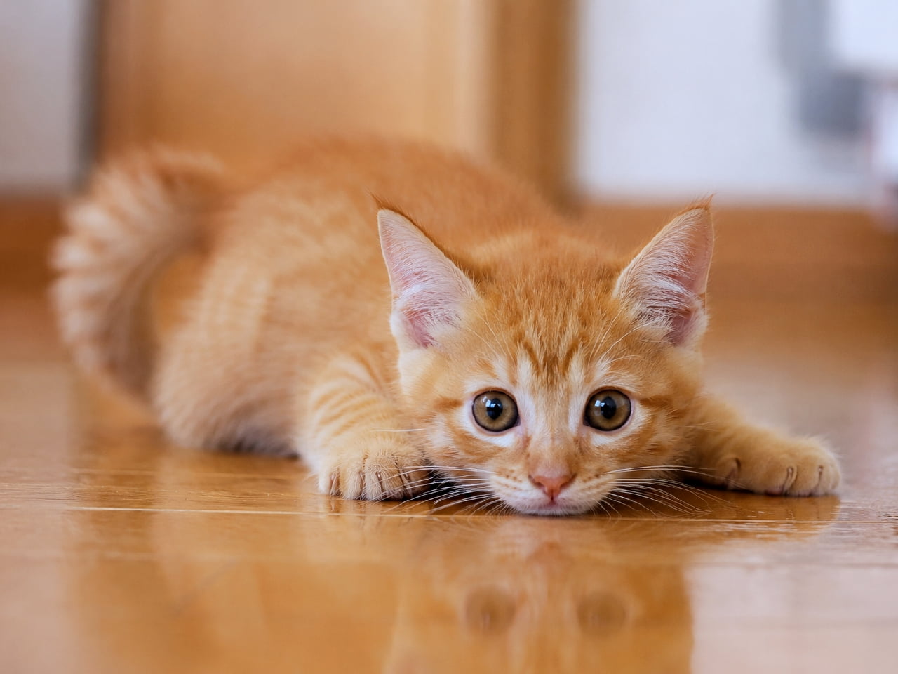 「狙いを定めて…おしりをフリフリニャ!🐾今にも飛びかかってきそうな真剣なお顔が可愛すぎる〜💕 #猫 #子猫 #茶トラ #ハンター猫 #猫のいる暮らし」An ultra-realistic high-quality photograph of a playful orange tabby kitten crouching low on a glossy wooden floor, staring intensely with large dark eyes, ready to pounce, featuring clear floor reflections and soft indoor lighting. 光沢のある木製フローリングに身体を低く沈め、大きな暗褐色の瞳を輝かせて前方を見つめる茶トラ(オレンジタビー短毛種)の子猫。今にも飛びかかりそうなポーズと、床に映り込む顔の反射、ふんわり揺れる尻尾、柔らかな室内光が織りなす躍動感ある高精細ショット
