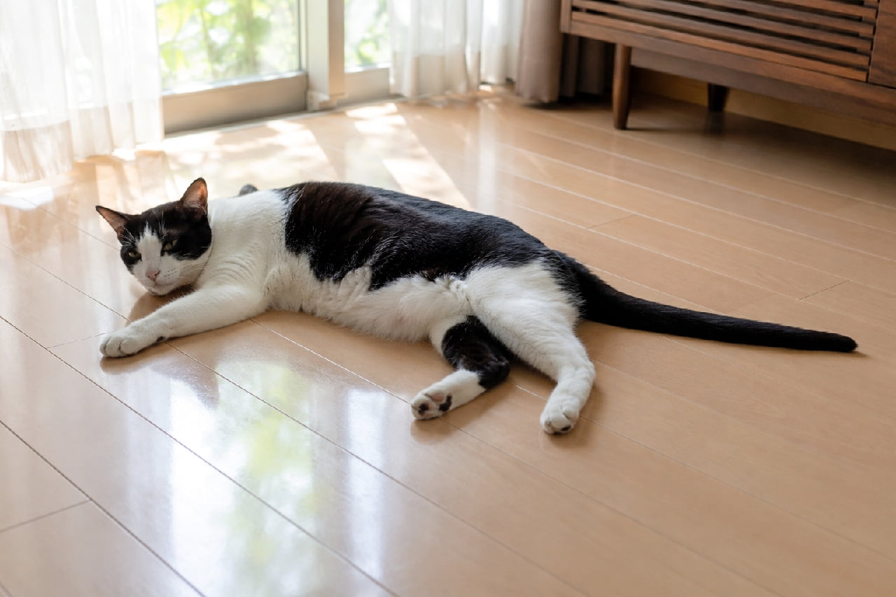 「夏の午後はやっぱりひんやりした床に限るニャ〜🫠☀️しっぽまで完全にスイッチオフなハチワレちゃんに癒やされます💤 #ハチワレ #猫のお昼寝 #猫のしっぽ #にゃんすたぐらむ #猫のいる暮らし」Ultra-realistic high-quality photograph of an adult black and white tuxedo cat sprawled out lazily on its side on a light-colored wooden floor during a warm summer afternoon. The cat is completely limp and relaxed, with half-closed sleepy eyes, and its long slender tail lying perfectly flat and motionless on the floorboards. Bright natural sunlight casts soft window reflections on the wood, highlighting the serene atmosphere. 夏の暖かな午後、窓から差し込む陽だまりの中で、明るい色のフローリングに横たわり完全に脱力する黒白(ハチワレ)猫の超高画質写真。半開きの眠たげな瞳とリラックスしたヒゲ、手足をだらんと無防備に伸ばし、長くて細いしっぽが床に真っ直ぐ平らに倒れて微動だにしない様子から、究極のリラックス状態がリアルに伝わります。床に反射する柔らかな光と背景の緑が美しい一枚