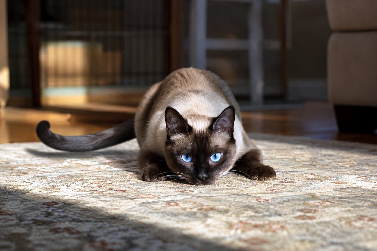 「狙った獲物は逃さないニャ!😼✨サファイアブルーの瞳と、低く構えたしっぽから伝わる本気モードがかっこよすぎる💎 #シャム猫 #ハンター猫 #猫のしっぽ #にゃんすたぐらむ #猫のいる暮らし」Ultra-realistic high-quality photograph of a Siamese cat crouching low on an ornate rug, ready to pounce. Featuring striking sapphire blue eyes, distinct point coloration, and a tail held low in intense concentration. Dramatic sunlight creates strong shadows, highlighting the cat's predatory elegance. 模様の美しいラグの上で、獲物を狙って極限まで姿勢を低くするシャム猫の超高画質写真。サファイアブルーの鋭い瞳、特徴的なポイントカラーの被毛、そして集中モードで低く伸ばされたしっぽが精細に捉えられています。差し込む強い陽光がドラマチックな陰影を生み、野生の美しさを際立たせています