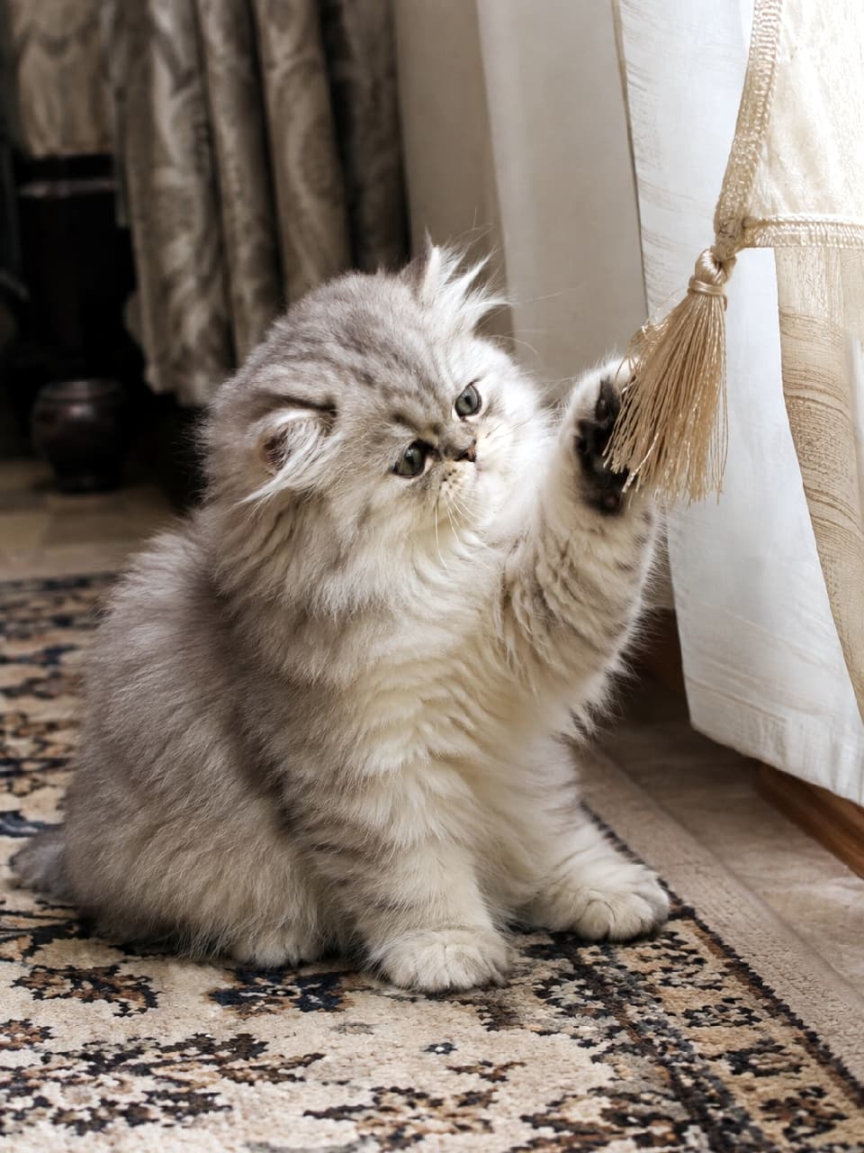 「えいっ!届きそうで届かないにゃ🐾 夢中で遊ぶ姿がエレガントで可愛すぎる🐈👑 #ペルシャ猫 #子猫の遊び #インテリア #ねこすたぐらむ #ねこ部 #猫好きさんと繋がりたい #子猫のいる暮らし」Ultra-realistic high-quality photograph of a fluffy silver Persian kitten sitting on a classic patterned rug, playfully reaching up with its short front paw to bat at a beige curtain tassel. The kitten's focused expression and the elegant, heavy interior create a perfect blend of innocence and sophistication. クラシカルな柄のペルシャ絨毯の上にちょこんと座り、短い前足を一生懸命に伸ばしてベージュのカーテンタッセル(房)で遊ぶシルバーペルシャの子猫。真剣な横顔と躍動感のあるポーズ、そして高級感のある重厚なインテリアがマッチし、子猫の無邪気さと気品が同居した一枚