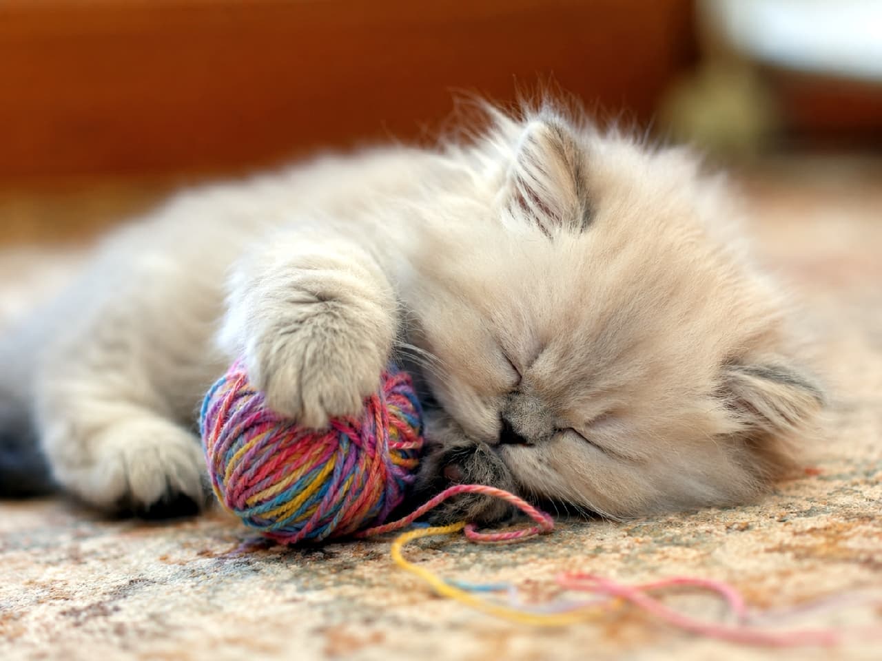 「いっぱい遊んで夢の中へ…🧶💤 ぎゅっと抱きしめたもふもふのおててが愛おしすぎるね🥰 #ペルシャ猫 #子猫 #お昼寝タイム #にゃんすたぐらむ #ねこ部 #猫好きさんと繋がりたい #猫のいる暮らし」Ultra-realistic high-quality photograph of a pale cream Persian kitten sleeping soundly on a patterned rug, hugging a colorful ball of yarn with its tiny paws. The soft natural light beautifully highlights its fine fluffy fur and peaceful flat face. 模様の入った柔らかな絨毯の上で、カラフルな毛糸玉に短い前足を乗せてぐっすりと眠る淡いクリーム色のペルシャ子猫。目を閉じた平たいお顔と、細く柔らかい被毛の質感が克明に描写され、穏やかな自然光が全体を優しく包み込む心温まる一枚