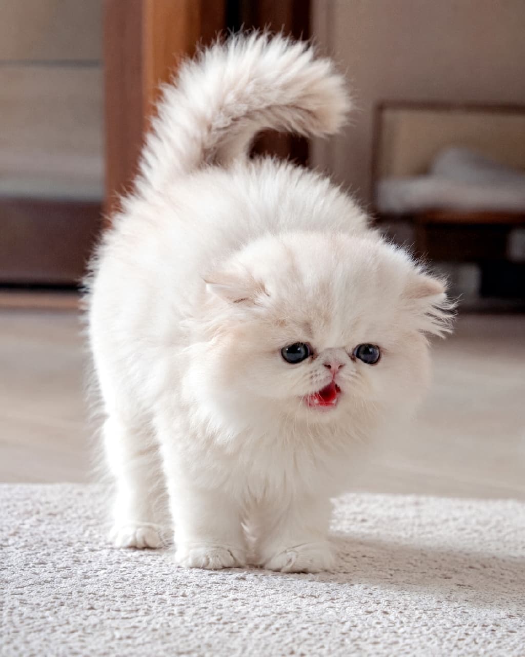 「いっちょまえに激おこポーズ💥 にゃんて恐ろしい猛獣さんなんだ〜!😆💕 #子猫の威嚇 #もふもふ #ねこ部 #子猫 #にゃんすたぐらむ #ペルシャ猫 #猫好きさんと繋がりたい #子猫のいる暮らし」Ultra-realistic high-quality photograph of a white Persian kitten standing on a bright carpet with its back arched, tail straight up, and mouth slightly open in a comical defensive or surprised pose. The fluffy, spiked-up fur and large, round dark eyes highlight the kitten's dynamic and playful energy. 明るい室内のラグの上で、背中を丸め尻尾をピンと立てて「シャー!」と小さく口を開けているホワイトペルシャの子猫。くりくりの大きな黒目がちな瞳と、ふわふわの白い被毛が逆立っている様子がたまらなくコミカル。光あふれる背景が、子猫の元気で躍動感あるポーズを際立たせています