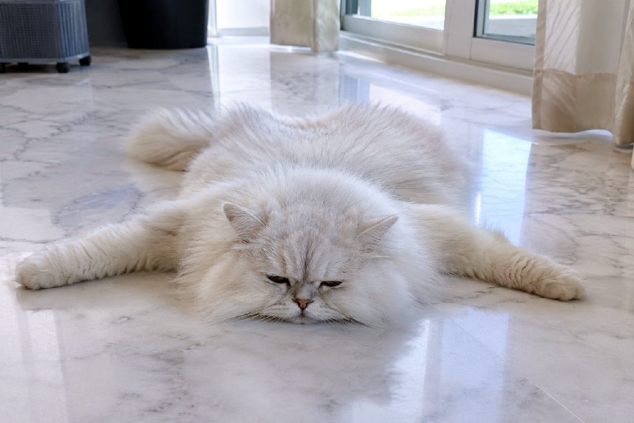 「床と同化しちゃったにゃ…🫠 大理石のひんやり感がたまらないご様子✨#ペルシャ猫 #とろける猫 #夏バテ対策 #猫好きさんと繋がりたい #猫のいる暮らし」Ultra-realistic high-quality photograph of an adult white Persian cat sprawling flat on its stomach with legs outstretched on a glossy marble floor in a bright, sunlit room. The cat's voluminous white fur spreads out, and its half-closed eyes express ultimate relaxation, creating a humorous contrast between the cool marble and fluffy fur. 窓辺から自然光が差し込む明るい室内で、光沢のある大理石の床にぺったりと腹ばいになり、手足を大きく伸ばしてくつろぐ大人のホワイトペルシャ猫。豊かな白い長毛が床に広がり、少し目を細めてリラックスしきった表情がユーモラス。大理石の冷たさと被毛のモフモフ感の対比が印象的
