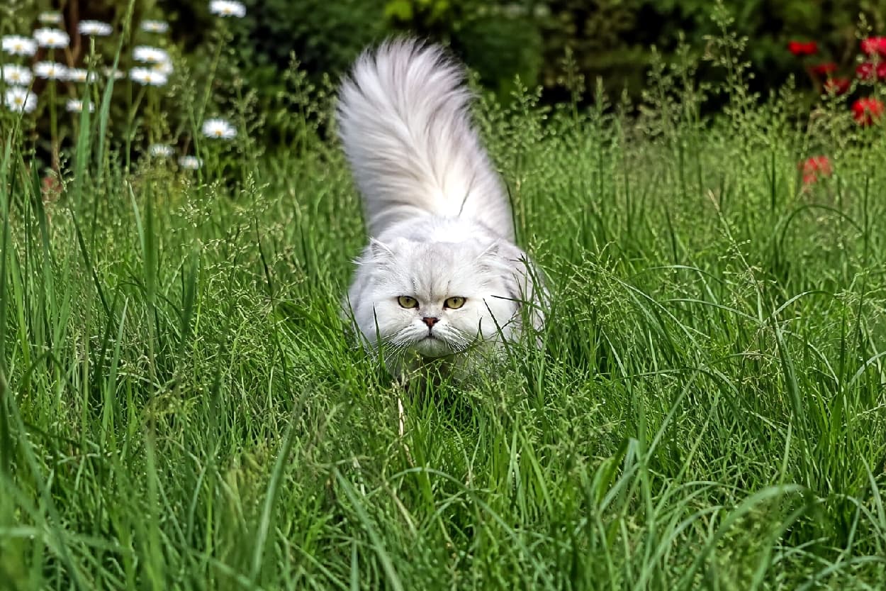「今日のお庭パトロールも異常なし!😼🌿 尻尾ぴーん!でご機嫌なお散歩タイムを楽しんでるよ🐾 #ペルシャ猫 #猫のお散歩 #白猫 #もふもふ部 #にゃんすたぐらむ #ねこ部 #猫好きさんと繋がりたい #猫のいる暮らし」Ultra-realistic high-quality photograph of a majestic white Persian cat walking through lush green grass with its fluffy tail held high. Its yellow-green eyes and flowing long white fur create an elegant yet wild atmosphere, complemented by out-of-focus flowers. 太陽の光を浴びた緑豊かな草むらを、立派な尻尾を高く立てて歩いてくるホワイトペルシャの成猫。白い長毛が風に揺れ、少し険しいイエローグリーンの瞳で前方を見据える姿は野生の優雅さを感じさせます。背景のぼけた白い花と赤い花が美しい彩りを添えています