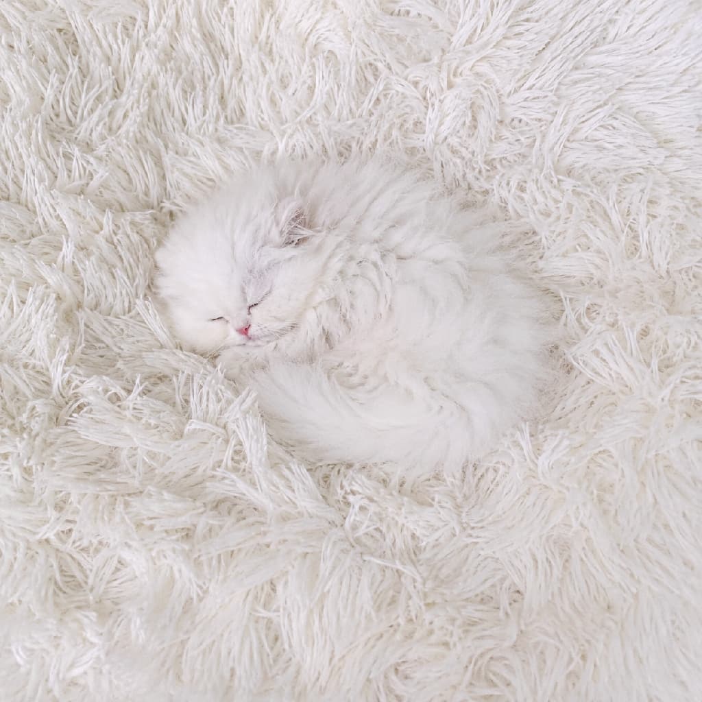 「どこにいるかわかる?☁️ 雲の上で眠る天使を見つけちゃいました👼💤 #ペルシャ猫 #かくれんぼ #白猫 #お昼寝 #猫好きさんと繋がりたい #子猫のいる暮らし」Ultra-realistic high-quality top-down photograph of a white Persian kitten sleeping curled up on a pure white shaggy rug. The kitten's fur perfectly camouflages with the background, leaving only its adorable closed eyes and tiny pink nose visible, creating an ultimate scene of comfort and tranquility. 真っ白で毛足の長いシャギーラグの上に丸まって眠る、ホワイトペルシャの子猫を真上から捉えた写真。子猫の真っ白な被毛が背景のラグと完全に同化しており、目を閉じた愛らしい寝顔と、ちょこんと見えるピンク色の小さな鼻だけが浮き上がって見える、究極の癒し空間