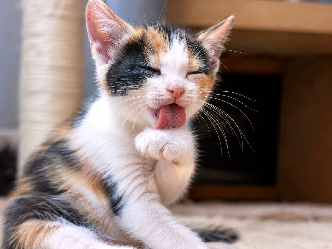 「身だしなみは子猫のうちから！目をギュッとつむった必死なお顔がたまらない〜😻👅✨ #三毛猫 #毛づくろい #舌出し #子猫の遊び #子猫 #舌チロ #猫好きさんと繋がりたい #子猫のいる暮らし」Ultra-realistic high-quality photograph of a cute calico kitten grooming its white front paw. The kitten has its eyes tightly closed in concentration, with its pink rough tongue prominently extended. The softly blurred background highlights the kitten's adorable grooming action and vibrant tri-color fur. キャットタワーの根元付近で、目をギュッとつむりながら一生懸命に前足を毛づくろいしている三毛猫（キャリコ）の子猫。白、黒、茶色の鮮やかな被毛と、前足を舐めるために大きく出したピンク色の舌のザラザラとした質感が極めてリアルに描写されています。背景は適度にボケており、子猫の愛らしい仕草が際立っています