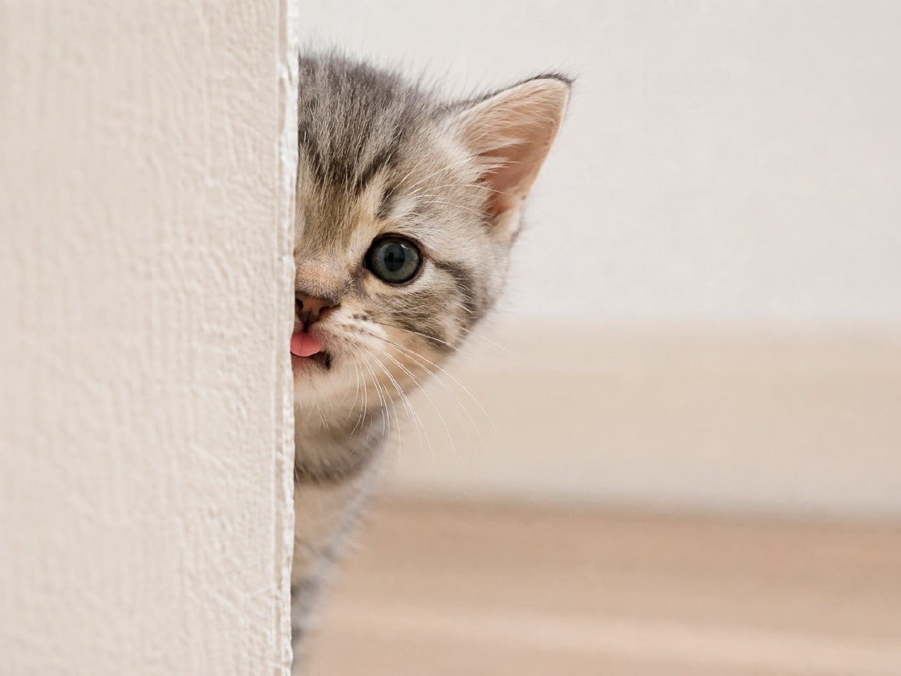 「壁の向こうからひょっこりにゃん！🫣🐾 半分だけお顔を出して舌チロなんて…あざと可愛すぎて反則です！💕 #ひょっこり猫 #かくれんぼ #舌チロ #舌出し #猫好きさんと繋がりたい #子猫のいる暮らし」Ultra-realistic high-quality photograph of an adorable silver tabby kitten peeking out from behind a white wall. Only half of its face is visible, showing one large dark eye and an ear, while it cutely sticks out a tiny pink blep. The bright, soft lighting and clean composition create a charming, shy, yet curious atmosphere. 白い壁の陰から、ひょっこりと顔の右半分だけを覗かせているサバトラ（シルバータビー）の子猫。くりっとしたダークな瞳でこちらの様子をうかがいながら、小さなピンクの舌をチロっと出しています。明るく柔らかな光に包まれた室内で、警戒心と好奇心が入り混じったような「あざと可愛い」ポーズが見事に捉えられています