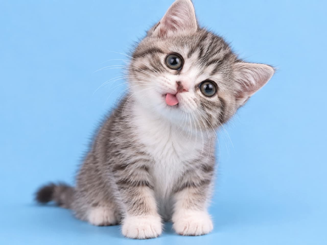 「「ん？よんだにゃ？」🐾 首かしげ＆舌チロの最強コンボに、ハートを射抜かれること間違いなし！💘 #サバトラ #子猫 #首かしげ #舌チロ  #舌出し #猫好きさんと繋がりたい #子猫のいる暮らし」Ultra-realistic high-quality photograph of a cute silver tabby and white kitten sitting and tilting its head against a solid light blue background. The kitten is looking directly at the camera with large dark eyes and sticking out a tiny pink blep. Flat studio lighting highlights its fluffy fur. 爽やかなスカイブルーの無地背景の前で、ちょこんとお座りをして首を可愛らしく傾けるシルバータビー（サバトラ白）の子猫。くりくりの大きな瞳で見つめながら、小さなピンクの舌をペロリと出すあざといポーズ。フラットなスタジオライティングがフワフワの毛並みを際立たせています