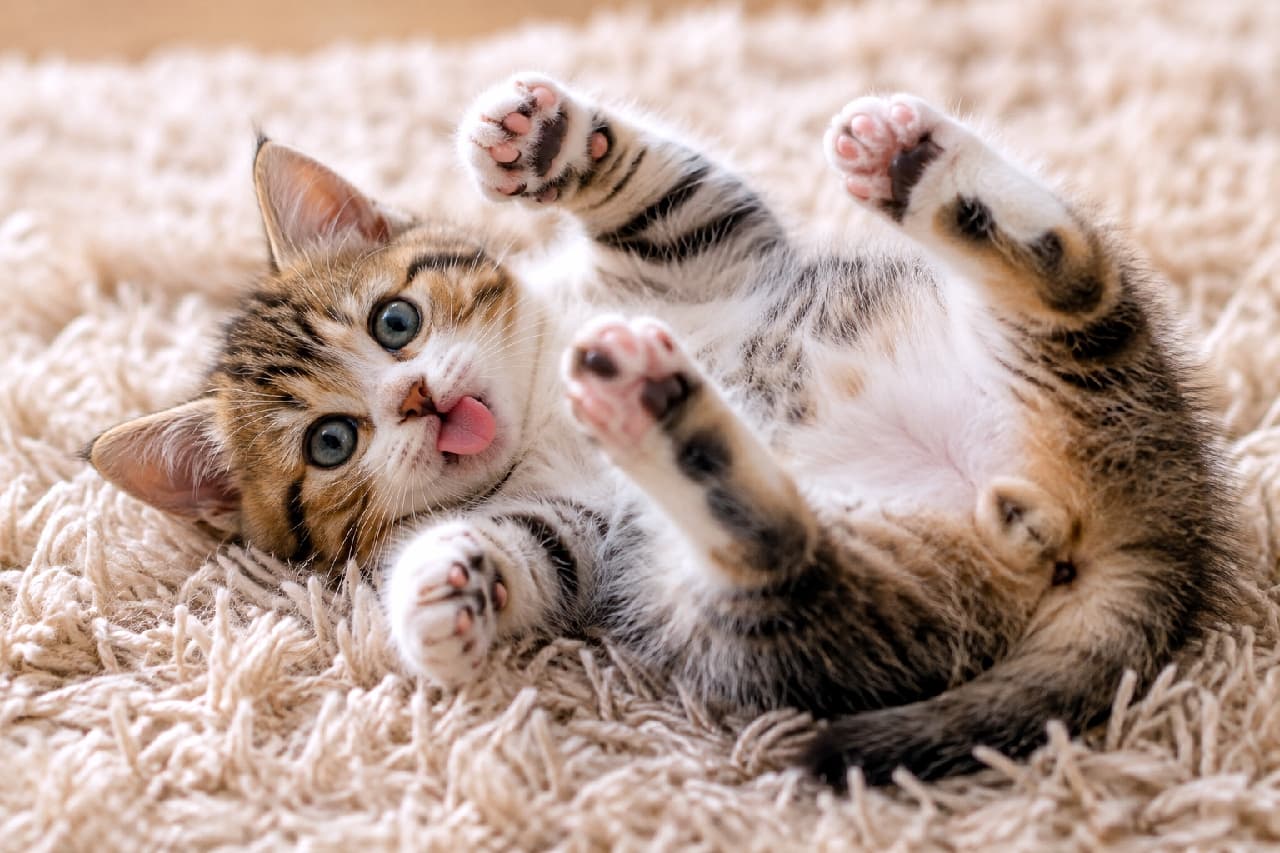 「へそ天＋バンザイ＋舌チロ＝反則級の可愛さ！😻💖 無防備すぎるお腹にモフモフしたくなった人は「いいね」押してね🐾 #子猫 #へそ天 #キジ白 #子猫の遊び #舌出し #猫好きさんと繋がりたい #子猫のいる暮らし」Ultra-realistic high-quality photograph of a cute brown tabby and white kitten lying on its back in a "heso-ten" pose on a fluffy beige rug. The kitten is looking up with clear blue-green eyes, sticking out a tiny pink tongue, and showing off its adorable toe beans. Soft natural light highlights the fluffy belly fur and playful, relaxed posture. ふわふわのベージュ色のラグの上で仰向け（へそ天）になり、両手両足を上にぱぁっと広げるキジ白の子猫。澄んだ青緑色の瞳でこちらを見つめながら、小さなピンクの舌をチロっと出しています。ピンクと黒の混ざった愛らしい肉球や柔らかなお腹の毛並み、リラックスした無防備なポーズが、温かい自然光の中で詳細に描写されています
