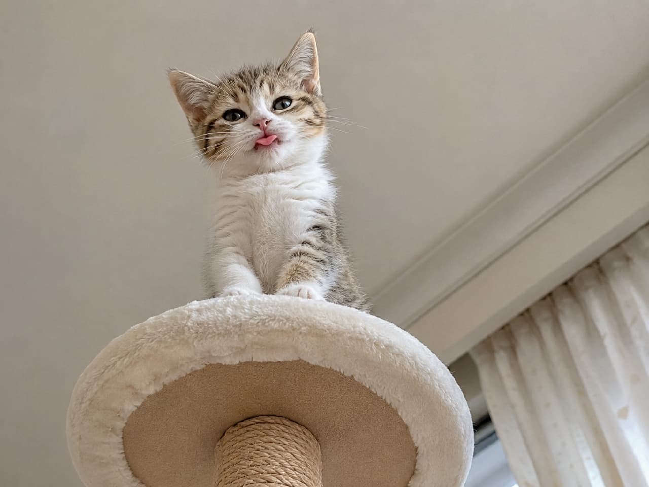 「「見下ろしてやってるにゃ！」🗼👑 キャットタワーの頂上に君臨する小さな王様の、ちょっと生意気な舌チロにメロメロ💖 #キャットタワー #キジ白 #見下ろしにゃんこ #子猫 #舌出し #猫好きさんと繋がりたい #子猫のいる暮らし」Ultra-realistic high-quality low-angle photograph of a tabby and white kitten sitting on the top round bed of a cat tree, looking down at the camera. The kitten has a slightly haughty expression with a tiny pink blep. The clean white ceiling and curtain in the background emphasize the height of the kitten's perch. 室内にあるキャットタワーの最上段の丸いベッドにちょこんと座り、ローアングルからのカメラを見下ろしているキジ白（ブラウンタビー＆ホワイト）の子猫。真っ白な胸毛と前足が愛らしく、少し上から目線でピンクの舌をチロっと出している生意気な表情が魅力的です。背景の白い天井とカーテンが、子猫の高さを強調
