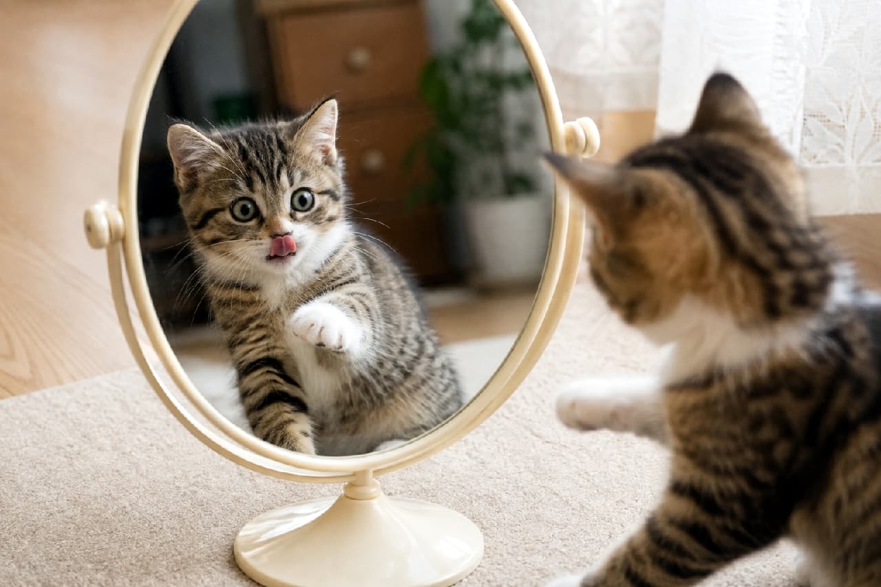 「「お前は誰にゃ！」🪞🐾 鏡の中の自分にびっくりして思わず猫パンチ＆舌チロ！コミカルな反応がたまらない😹 #子猫 #鏡越しの世界 #キジ白 #子猫 #舌出し #猫好きさんと繋がりたい #子猫のいる暮らし」Ultra-realistic high-quality photograph of a tabby and white kitten looking into a round tabletop mirror, surprised by its own reflection. The kitten in the mirror has wide open eyes, a cute blep, and a raised paw ready to playfully punch. The out-of-focus back of the kitten in the foreground naturally draws the eye to the humorous expression in the mirror. 卓上の丸いスタンドミラーに映った自分の姿に向かって、驚いたように猫パンチを繰り出そうとするキジ白の子猫。鏡の中の自分に向かって大きな瞳を見開き、警戒しつつもピンクの舌を出しているコミカルな瞬間です。手前の猫の後ろ姿がボケており、鏡に映る表情豊かな顔に自然と視線が誘導される巧みな構図