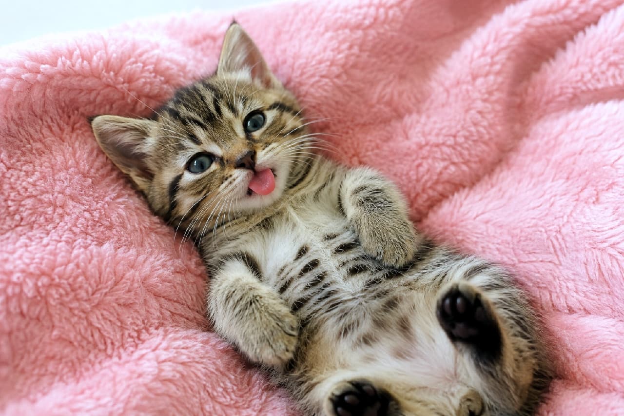 「ピンクのふわふわで舌チロの魔法にかかった子猫ちゃん💗 仰向けのこの無防備な姿、もう可愛すぎて反則！😻 #舌チロ #ヘソ天 #子猫 #キジトラ #猫好きさんと繋がりたい #子猫のいる暮らし」Ultra-realistic high-quality photograph of a tiny, very young brown mackerel tabby kitten with still-blue kitten eyes, lying happily on its back on a plush, soft pink fleece blanket. The kitten has its small pink tongue playfully sticking out and is looking up at the camera with a relaxed expression. Its spotted tabby belly and tiny curled paws with black paw pads are visible. The soft natural lighting creates a warm, heart-melting atmosphere.　柔らかく自然光が差し込む中、ピンク色のふわふわした毛布の上で仰向けに寝転ぶ、生後間もないキジトラ子猫。まだ青みがかったキトンブルーの瞳でカメラを見つめ、小さなピンク色の舌をペロリと出して、あどけない表情でリラックスしている。お腹のトラ模様と縮めた前足、肉球が見え、全体的に愛らしく、心温まる雰囲気