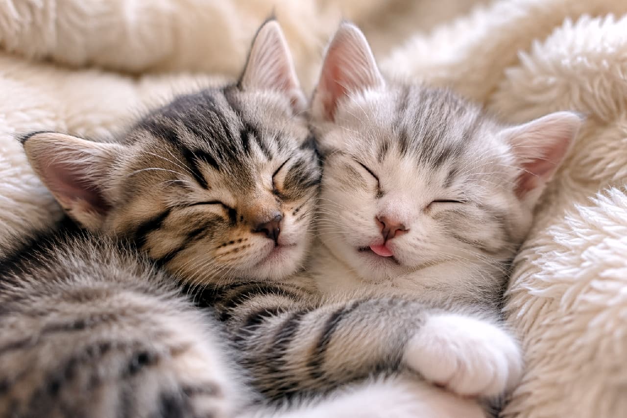 「どんな夢を見てるのかな？☁️💤 仲良しきょうだいの寄り添い寝＆舌チロに、見ているだけで癒やし効果MAXです💕 #猫の寝顔 #多頭飼い #サバトラ #キジトラ #舌出し #猫好きさんと繋がりたい #子猫のいる暮らし」Ultra-realistic high-quality close-up photograph of two adorable kittens sleeping soundly, cuddled face-to-face on a fluffy white blanket. The left is a brown tabby and the right is a silver tabby sleeping with a tiny pink blep. The soft lighting beautifully captures their peaceful expressions and the highly detailed textures of their intertwined fluffy fur. もこもこした白い毛布の上で、顔を寄せ合ってぐっすりと眠る2匹の子猫のクローズアップ。左側はキジトラ、右側はサバトラ（シルバータビー）で、サバトラの子猫の口からは小さなピンク色の舌が可愛らしくこぼれ落ちています。安心しきって目を閉じた穏やかな表情