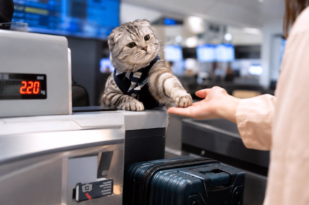 「「お荷物は2.2kg、機内持ち込みOKだにゃ!」🐾✈️ こんな可愛い受付係がいたら、毎日空港に通っちゃう😻 #スコティッシュフォールド #空港カウンター #空港」An ultra-realistic high-quality photograph of a Scottish Fold cat with silver tabby fur and folded ears, working at an airport check-in counter. Wearing a sharp navy uniform with a tie, the cat gently places its front paw on a passenger's open hand. The scene features the cat's earnest round eyes, a blurred flight information display in the background, and a navy suitcase in the foreground. 空港のチェックインカウンターで働く、折れ耳が特徴的なサバトラ模様のスコティッシュフォールド。ネクタイ付きの凛々しい紺色の制服を着て、カウンター越しにお客様の手のひらに小さな前足をそっと乗せています。真剣で愛らしい丸い瞳、背景のぼやけた電光掲示板、手前に置かれたネイビーのスーツケースが、リアルな空港の情景を描き出しています