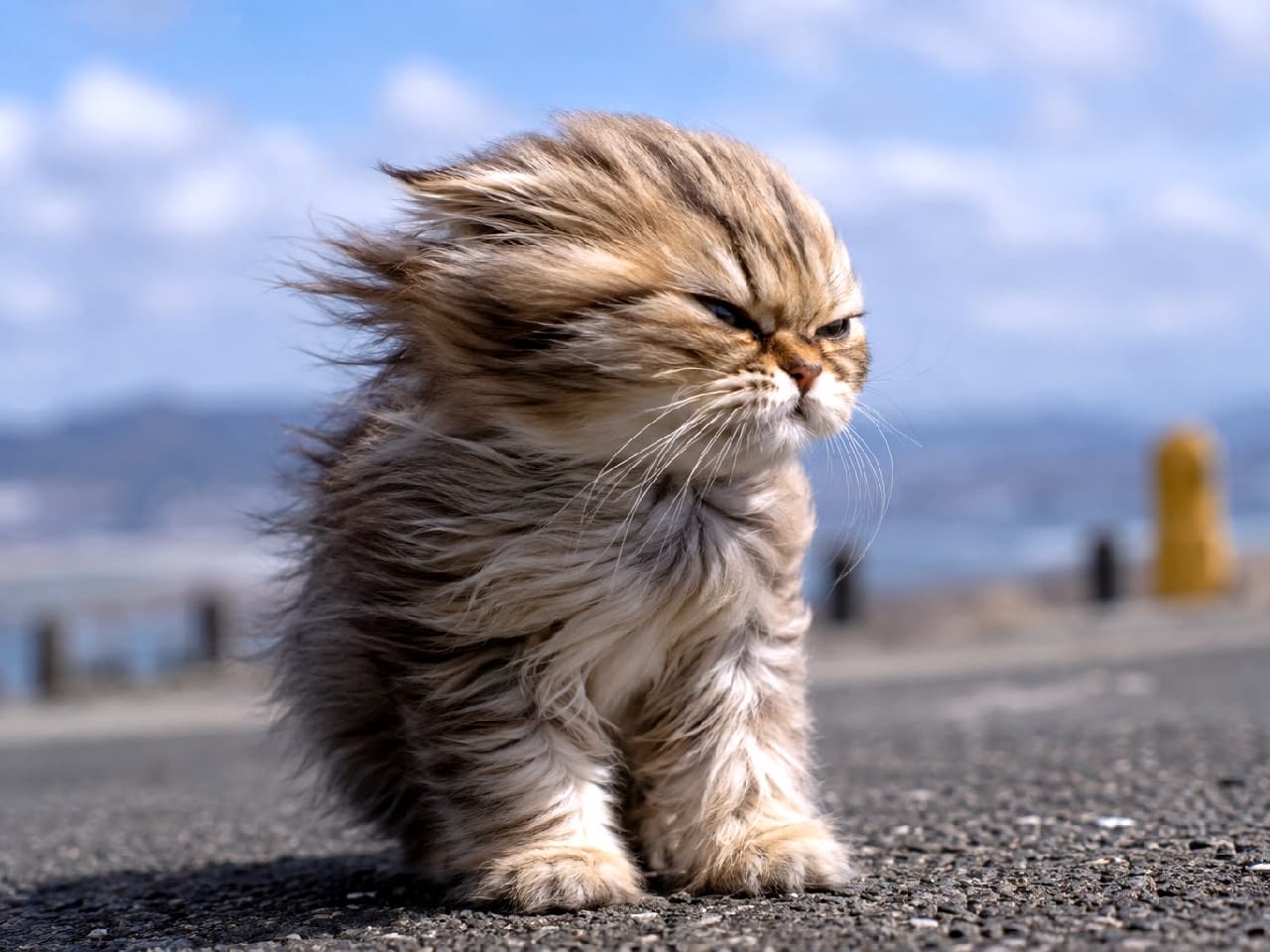 「「風、強すぎニャ！！🌪️😾」向かい風に立ち向かうモフモフな姿に思わず応援したくなりますね🎌✨ #強風 #猫のいる風景 #おこ顔」Ultra-realistic high-quality photograph of a grumpy fluffy tabby kitten sitting on an asphalt road facing a strong wind that blows its long fur backward, set against a beautifully blurred background of a blue sky and ocean. 晴天の海辺の道路で、強風を真正面から受けて全身の長い被毛が後ろに激しくなびいている長毛種のキジトラ子猫。目を細めて風に耐える不機嫌そうな表情と、青空と雲の美しい背景ボケがドラマチックな情景を作り出しています