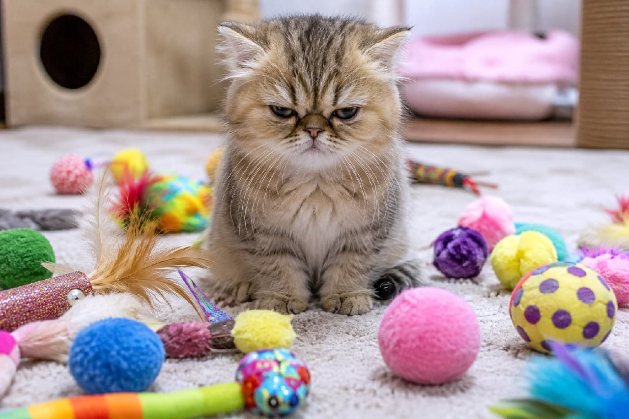 「「遊ぶ気分じゃないニャ！！🧶😾」飼い主の努力むなしく、完全スルーを決め込むおこ顔が愛しい😂💕 #猫のおもちゃ #塩対応 #おこ顔」Ultra-realistic high-quality photograph of a grumpy fluffy tabby kitten sitting on a carpet, surrounded by numerous colorful cat toys but glaring straight ahead with absolute zero interest, illuminated by bright indoor light. 部屋のカーペットの上で、羽やボールなど色とりどりのたくさんのおもちゃに囲まれているのに、全く興味を示さず真っ直ぐ前を睨みつける長毛のキジトラ子猫。明るい室内光がふわふわの胸毛と鮮やかなおもちゃの色を捉えています