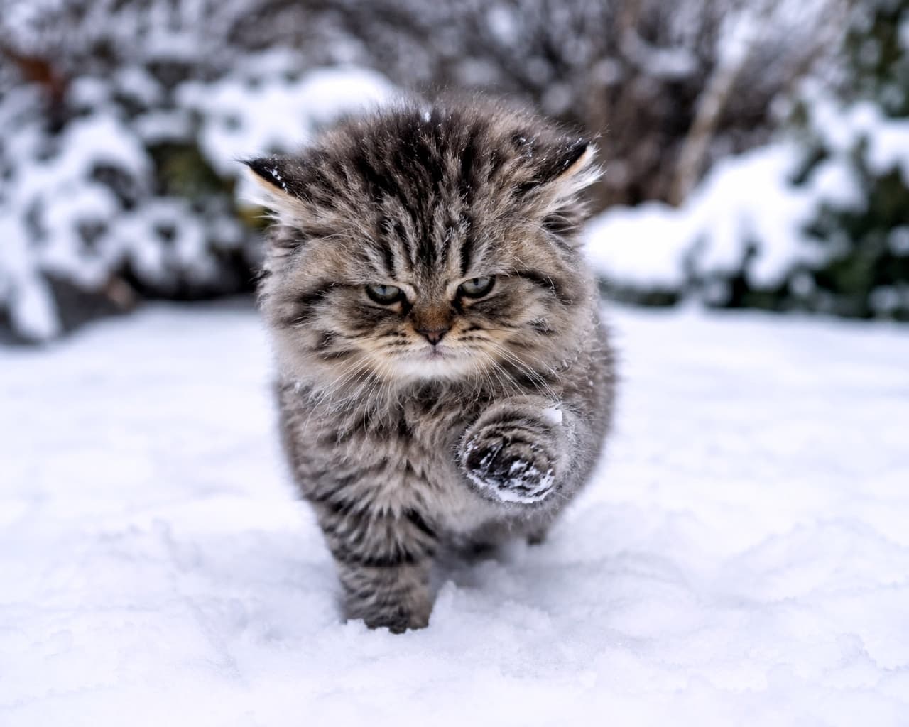 「「冷たいニャ…でも進むしかないニャ🐾❄️」雪をつけながらズンズン歩く、ワイルドな冬の冒険者！⛄️ #雪猫 #冬の訪れ #おこ顔」Ultra-realistic high-quality photograph of a grumpy fluffy tabby kitten walking determinedly through deep snow with snow on its paw, featuring a wild, narrowed-eye expression against a beautifully blurred winter landscape background. 深い雪原の中を、右前足に雪をつけながらズンズンと力強く前進する長毛のキジトラ子猫。極寒の中で少し不機嫌そうに目を細めるワイルドな表情と、背景のぼやけた雪景色のコントラストが、生命力にあふれた冬の情景を作り出しています