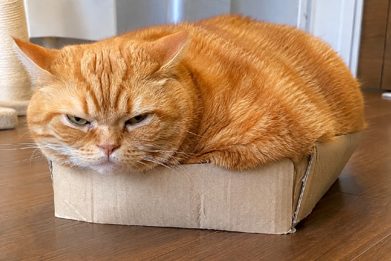 「「箱があったら入るのが掟ニャ📦😾」サイズオーバーでも絶対退かない強い意志を感じます🤣 #茶トラ #猫あるある #猫のいる暮らし #おこ顔」Ultra-realistic high-quality photograph of a grumpy, chubby orange tabby cat stubbornly squished into a way-too-small cardboard box, narrowing its eyes in annoyance against a bright wooden floor background. 体のサイズに全く合っていない小さな段ボール箱にみっちりと無理やり収まり、目を細めて不機嫌そうに前を見つめるふくよかな茶トラ猫。明るいフローリングの床を背景に、オレンジ色の艶やかな被毛がはっきりと描写されています