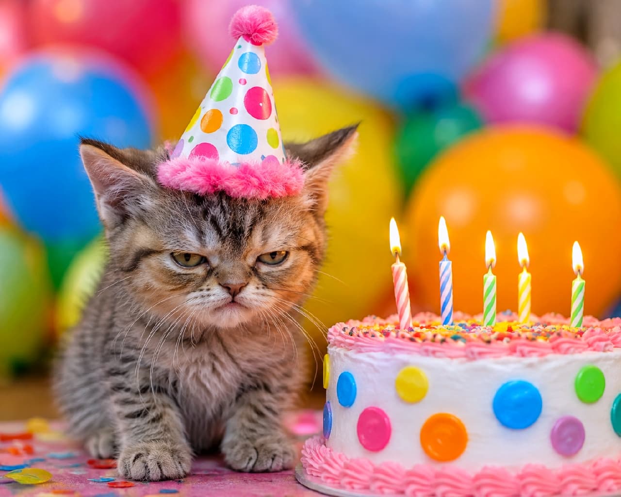 「「お祝いとか、柄じゃないニャ…😾🎉」豪華なケーキと裏腹に、主役のテンションは激低です🤣🍰 #誕生日 #猫のいる生活 #おこ顔」Ultra-realistic high-quality photograph of a grumpy tabby kitten wearing a colorful polka-dot party hat next to a lit birthday cake, contrasting humorously with a festive blurred background of bright balloons. カラフルな水玉模様のパーティーハットを被り、不機嫌全開の表情で座るキジトラ子猫。横には火のついたロウソクが立つカラフルな誕生日ケーキがあり、背景には色とりどりの風船がボケて写る、華やかさと猫の表情のギャップが印象的な写真