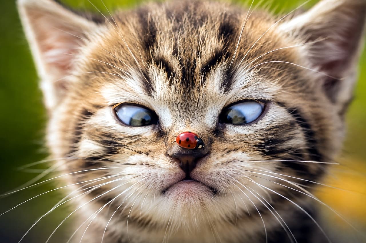「「ちょっと、そこどいてニャ…🐞💢」鼻先のてんとう虫に寄り目になっちゃうおこ顔がたまらない！😻🌿 #寄り目猫 #奇跡の一枚 #おこ顔」Ultra-realistic high-quality extreme close-up photograph of a grumpy tabby kitten slightly cross-eyed looking at a red ladybug resting on its nose, set against a beautifully blurred bright green outdoor background. 鼻の頭に赤いてんとう虫が止まり、不機嫌そうに寄り目になっているキジトラ子猫のクローズアップ写真。美しいトラ柄の被毛と青みがかった瞳、ピンと張ったヒゲが、屋外の明るい自然光と緑のボケみを背景に鮮明に描写されています