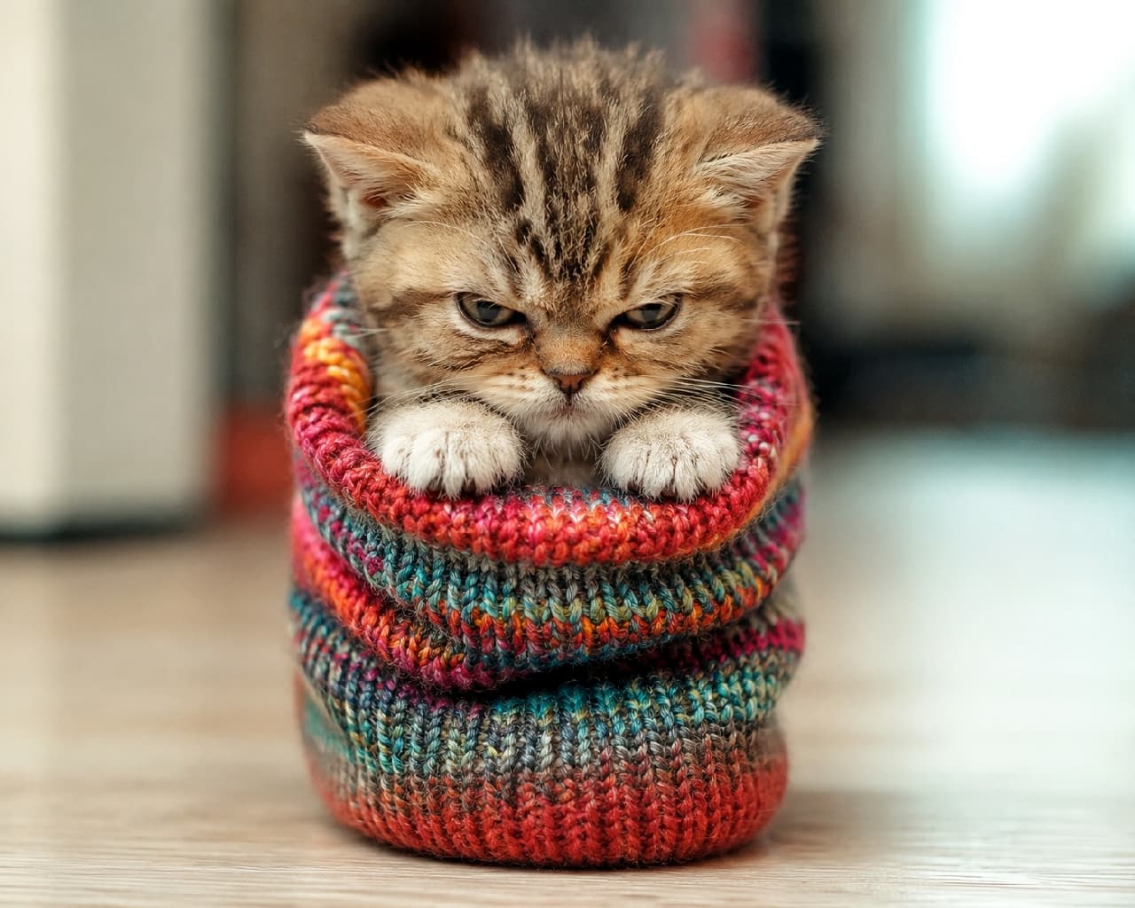 「「ぬくぬくだけど、不満だニャ🧶😾」ぐるぐる巻きのニットから覗く、ムスッとしたお顔が愛おしすぎます💕 #ねこすたぐらむ #靴下猫 #猫のいる生活 #おこ顔」Ultra-realistic high-quality photograph of a grumpy tabby kitten tucked inside a rolled-up colorful mixed-yarn knit, resting its paws on the edge with a fierce glare, beautifully illuminated by soft natural light. 折り重なったカラフルなミックスヤーンのニット素材にすっぽり入り込み、縁に前足を乗せて鋭い目で睨みつける不機嫌なキジトラ子猫。明るいフローリングと柔らかな自然光が、猫のふわふわの毛並みとニットの編み目を美しく照らし出しています