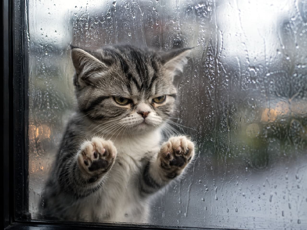 「「お外で遊べないニャ…🌧️🐾」雨の日のアンニュイな気分を代弁してくれるような、おこ顔の窓辺ねこ🐈💧 #雨の日 #猫の気持ち #猫のいる風景 #おこ顔」Ultra-realistic high-quality photograph of a grumpy tabby and white kitten pressing its paws against a rain-streaked glass window, glaring outside against a cinematic, moody background with blurred city lights. 雨粒が滴るガラス窓に肉球を押し当て、外の景色を不機嫌そうに睨みつけるブリティッシュショートヘア風のキジ白子猫。暗めのトーンと、窓越しのぼやけた街の灯りが、哀愁漂うシネマティックな雰囲気を醸し出しています