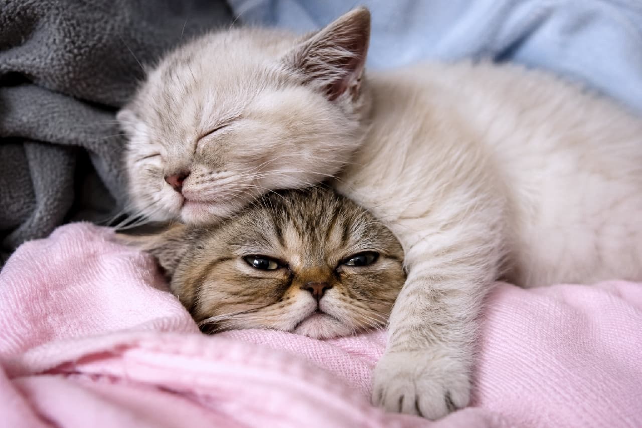 「「重いニャ…でも動けないニャ…😿」スヤスヤお友達の下敷きになって、すっかりご機嫌ナナメな姿が愛おしい！💕 #猫のいる暮らし #添い寝 #おこ顔」Ultra-realistic high-quality photograph of a grumpy Exotic-style tabby kitten being squished under a peacefully sleeping cream-colored kitten on a soft pink blanket, showing a humorous contrast in expressions under warm indoor lighting. ピンク色の柔らかなブランケットの上で、スヤスヤと眠るクリーム色の子猫の下敷きになり、ペチャッとした顔で不機嫌そうに真っ直ぐカメラを睨むエキゾチックショートヘア風のキジトラ子猫。対照的な2匹の表情が、温かく柔らかな室内の光に包まれています