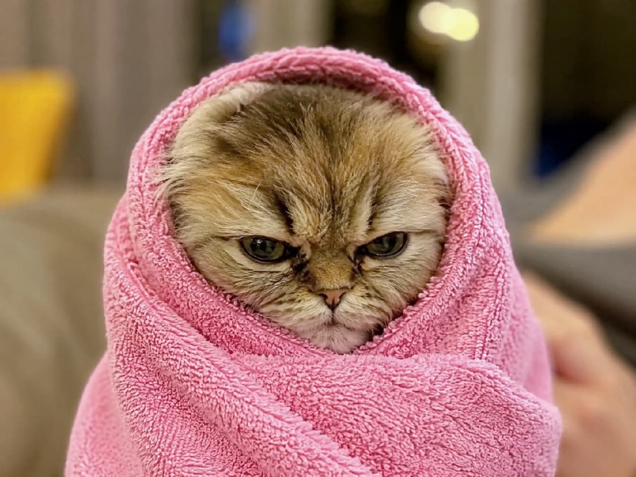 「「お風呂なんて大嫌いニャ…😿🚿」ピンクのおくるみと不機嫌なお顔のギャップがたまりません！💕 #お風呂猫 #こねこのいる暮らし #おこ顔」Ultra-realistic high-quality photograph of a grumpy Exotic-style tabby kitten snugly wrapped in a bright pink towel, featuring a flat adorable face and soft indoor lighting highlighting the towel's texture. 鮮やかなピンク色のタオルにすっぽりと包まれ、顔だけを出して不機嫌そうに睨みつけるエキゾチック系のキジトラ子猫。柔らかな室内の光が、ペチャッとした愛らしいお顔とふんわりとしたタオルの質感を際立たせています
