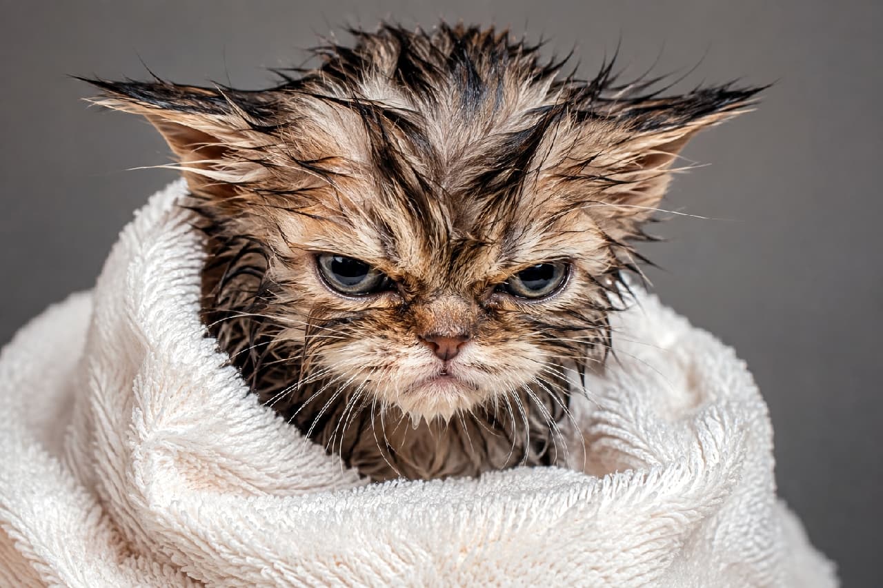「「お風呂なんて聞いてないニャ！！😾🚿」濡れて別ネコになっちゃった激おこ姿も、たまらなくキュートですよね😂🫧 #お風呂猫 #濡れネコ #猫のいる生活 #おこ顔」Ultra-realistic high-quality photograph of an intensely grumpy wet kitten wrapped in a fluffy white towel after a bath, featuring spiky wet fur and a fierce glare against a clean grey studio background. シャンプー後で全身の毛が濡れてツンツンになり、真っ白なふわふわのタオルに包まれながら怒りの表情を見せる子猫（ペルシャ系）。グレーの無地背景が、水滴のついた被毛のディテールや鋭い眼光など、被写体のワイルドな質感を極限まで引き立てています