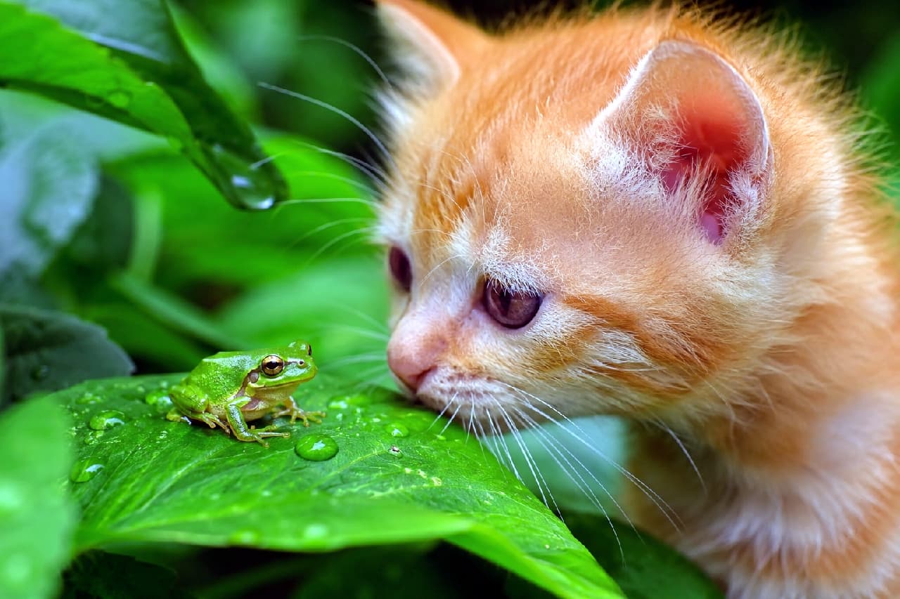 「はじめまして!君はだぁれ?🐸💧 雨上がりの森での小さな出会いに、思わず笑顔になっちゃう瞬間です🌿🧡 #茶トラ #猫と自然 #子猫のいる生活」Ultra-realistic high-quality photograph of a ginger tabby kitten closely sniffing a tiny green tree frog resting on a wet leaf. The natural daylight highlights the kitten's vibrant orange fur and amber eyes, capturing a fresh and lively nature scene with sparkling water drops. 雨上がりの瑞々しい緑の葉の上で、小さなアマガエルに興味津々で鼻を近づける茶トラの子猫。鮮やかなオレンジ色の柔らかい被毛と、真剣に見つめる琥珀色の瞳が自然光に輝き、葉に転がる水滴の透明感が初夏の生命力を感じさせるリアルな情景