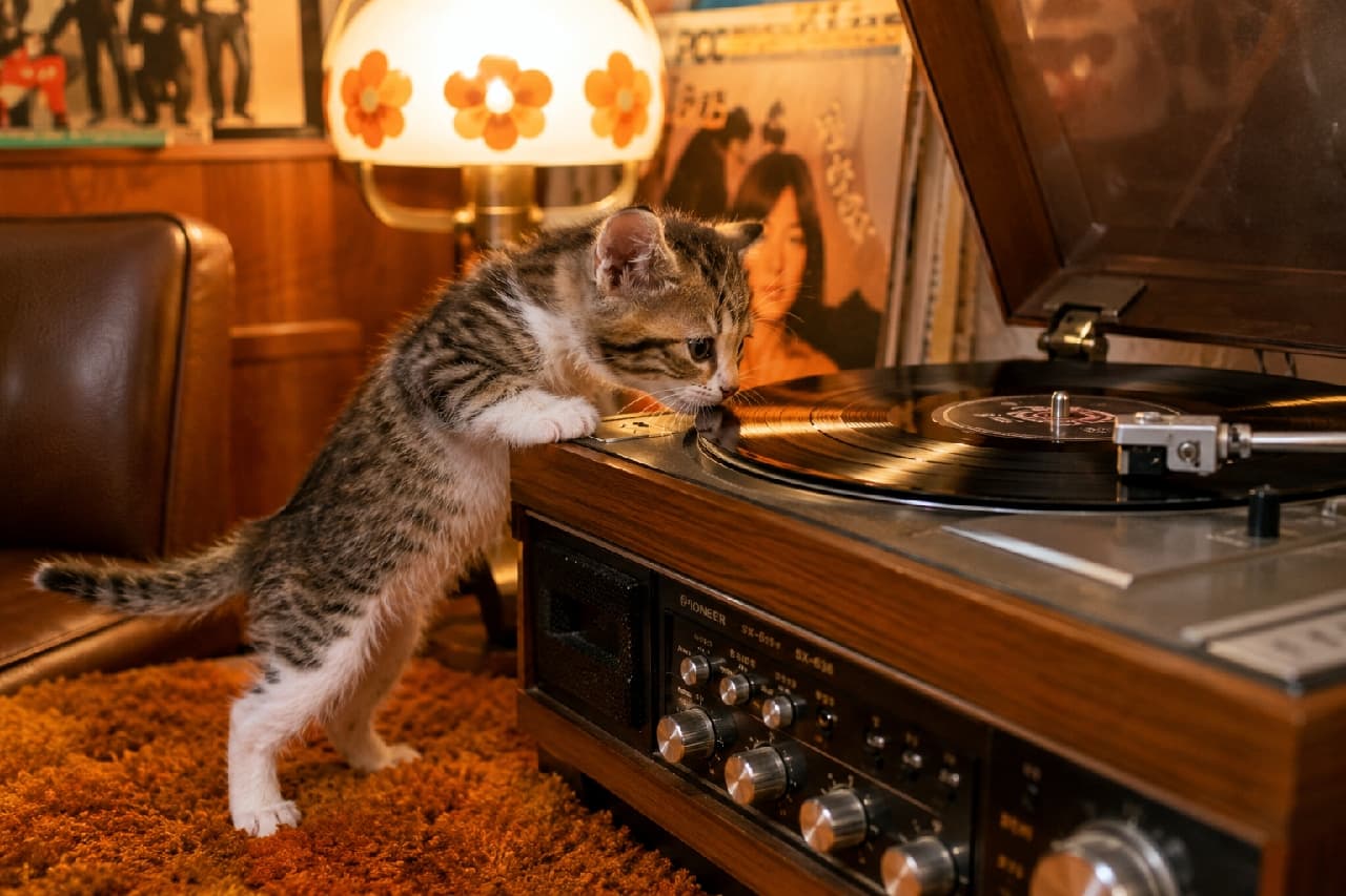 「くるくる回る黒い円盤、どんな音楽の匂いがする?🎵 レトロな空間と一生懸命な背伸びポーズがたまらない🐈💕 #キジ白 #レコードのある暮らし #子猫のいる生活」Ultra-realistic high-quality photograph of a tabby and white kitten standing on its hind legs to sniff a spinning vinyl record on a vintage wooden turntable. The warm, nostalgic lighting and retro room background beautifully highlight the kitten's soft fur and curious big eyes. 温かみのあるレトロな照明の下、ヴィンテージの木製レコードプレーヤーに前足をかけ、回転する黒いレコード盤に鼻先を近づけるキジ白の子猫。柔らかな被毛と真剣な大きな瞳が、オレンジ色の絨毯や古いレコードジャケットが並ぶ空間にノスタルジックに浮かび上がる光景