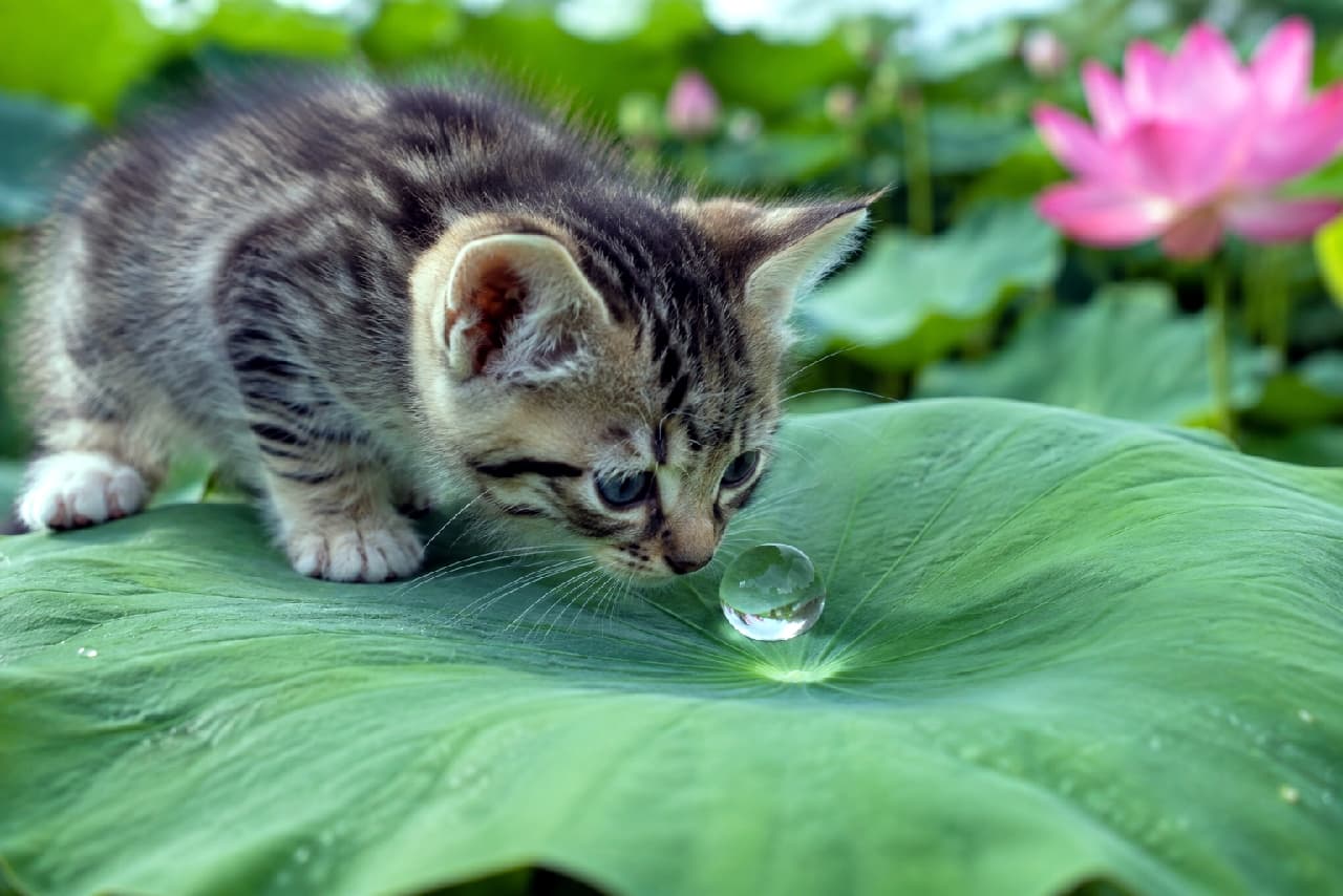 「まん丸のお水、不思議だニャ💧🌿 ツンってしたら弾けちゃうかな?真剣なおめめに心奪われる夏の午後🪷 #キジトラ #癒し猫 #子猫のいる生活」Ultra-realistic high-quality photograph of a mackerel tabby kitten crouching on a large green lotus leaf, closely sniffing a perfectly round water drop. The natural daylight highlights the kitten's blue-grey eyes and fur patterns, with a softly blurred pink lotus flower in the background. 鮮やかな緑色の大きな蓮の葉に乗ったキジトラの子猫が、葉の中心に転がる透き通った球状の水滴に鼻を近づけている瞬間。奥にはピンクの蓮の花がボケて写り込み、子猫の青灰色の瞳と被毛の細やかな模様が初夏の爽やかな自然光に美しく照らし出されている