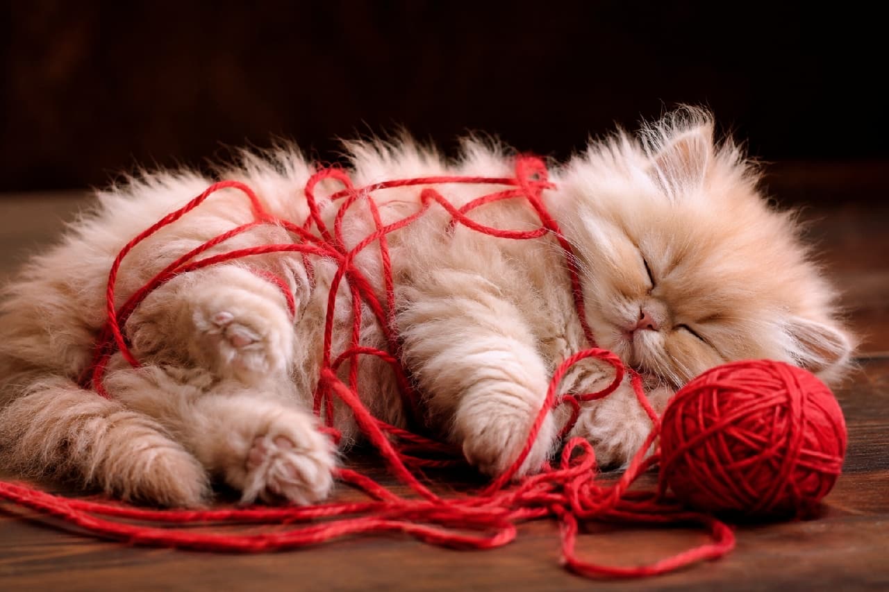 「毛糸遊びの途中で力尽きちゃったのかな?🧶💤ふわふわの毛並みと赤い毛糸のコントラストがたまらない可愛さ!🐈✨ #ペルシャ猫 #電池切れ #子猫のいる生活」An ultra-realistic high-quality photograph of a fluffy cream-colored Persian kitten sleeping soundly on a dark wooden floor, tangled in bright red yarn mid-play. The kitten is lying on its side with its eyes closed, revealing tiny pink toe beans. Warm lighting highlights the soft texture of the long fur and the vibrant red of the yarn, creating a picturesque composition. ダークブラウンの木の床の上で、鮮やかな赤い毛糸玉で遊んでいる途中に絡まったまま、横倒しになって眠りに落ちたペルシャ猫(または長毛種)の子猫の写真。クリーム色のふわふわとした長く豊かな被毛が美しく、目はしっかりと閉じられ、ピンク色の小さな肉球が覗いている。温かみのある照明が被毛の柔らかさと毛糸の鮮やかさを引き立てる、絵画のように美しい構図