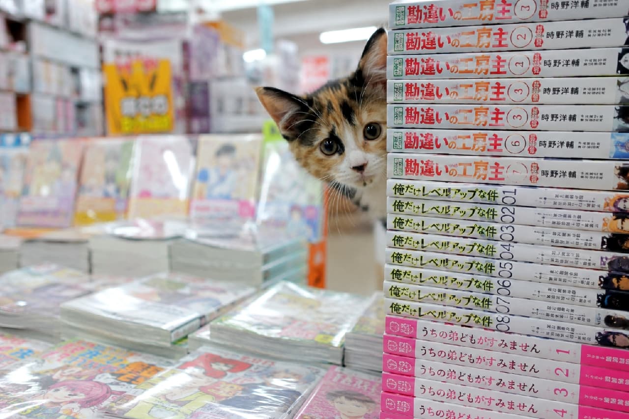 「「次は何を読むにゃ?」📚 漫画の山からひょっこりお顔を出した三毛猫ちゃん。一緒にオススメを探したいですね🐈💖 #三毛子猫 #書店 #にゃんすたぐらむ #癒しの時間 #猫好きさんと繋がりたい #猫のいる暮らし」Ultra-realistic high-quality photograph of a curious calico kitten with large round eyes peeking out from behind a tall stack of colorful manga and light novels in a bustling bookstore. 書店のコミック売り場で、平積みされたライトノベルや漫画のタワーの陰から顔を出す三毛猫の子猫。パッチリとした大きな丸い瞳、黒・茶・白の鮮やかな模様の被毛が特徴的で、背景のカラフルな表紙がポップな印象を与えています