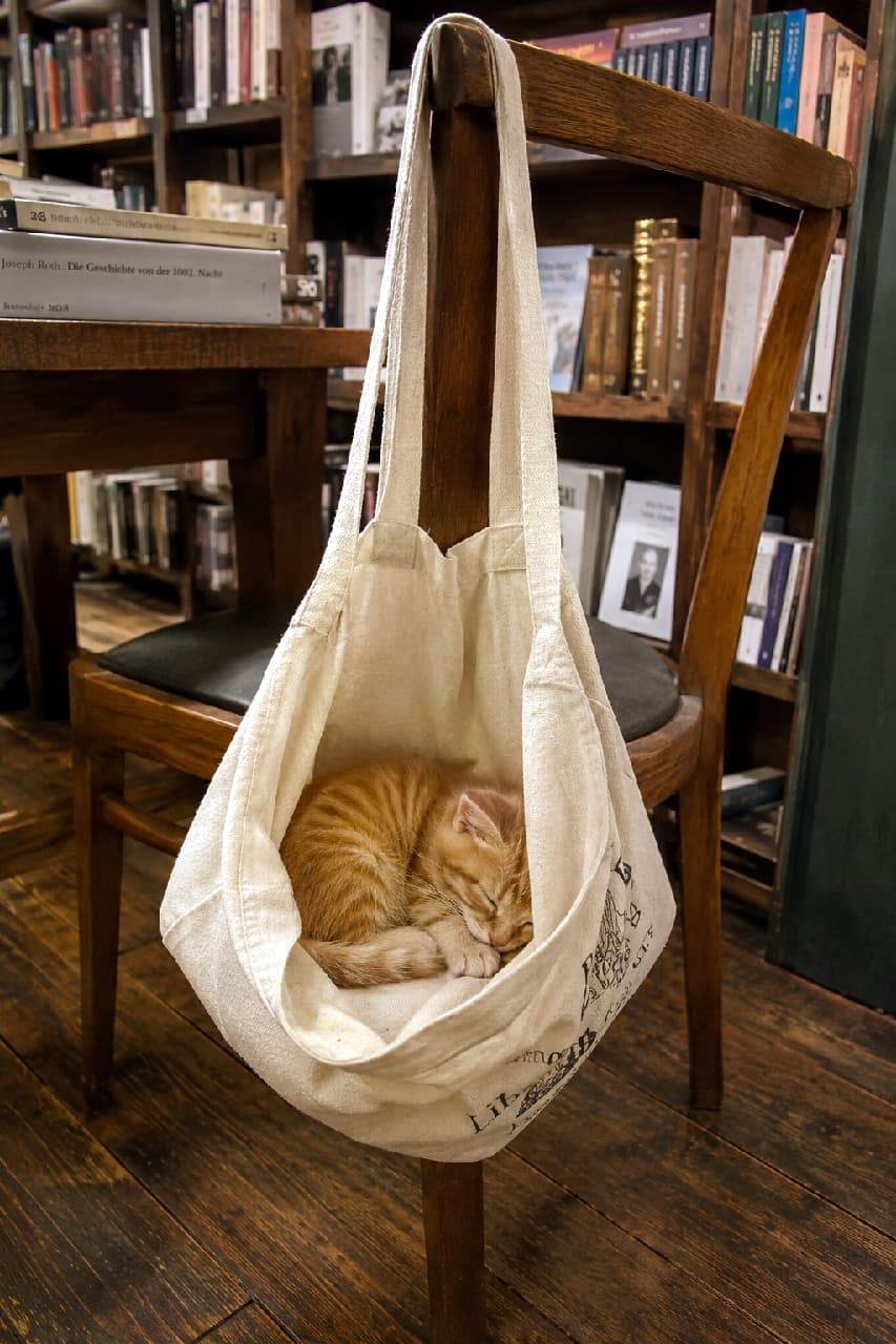 「そこが一番落ち着く場所なんだね🌿 本屋さんのオリジナルトートバッグが、茶トラちゃんの特製ハンモックになっちゃいました🐈💤 #茶トラ子猫 #書店 #にゃんすたぐらむ #猫好きさんと繋がりたい #猫のいる暮らし」Ultra-realistic high-quality photograph of a sweet orange tabby kitten sleeping peacefully curled up inside a canvas tote bag hanging from the back of a wooden chair in a cozy bookstore setting. 木製の椅子の背もたれに掛けられた、本屋のロゴ入りキャンバストートバッグの中で丸くなって眠る茶トラの子猫。本棚が並ぶ温かみのある店内で、バッグのくぼみにすっぽりと収まった安心しきった寝顔が至福のリラックスタイムを感じさせます