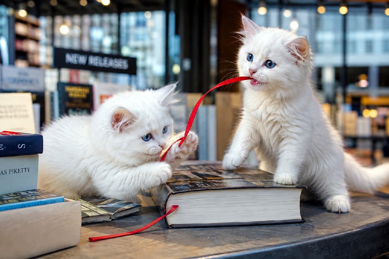 「読書の秋より遊びの秋!?🐾 真っ白なもふもふ兄弟が、赤いリボンに大はしゃぎ中🎀 どっちが勝つかな?🐈💨 #白子猫 #書店 #にゃんすたぐらむ #猫好きさんと繋がりたい #猫のいる暮らし」Ultra-realistic high-quality photograph of two fluffy white kittens with bright blue eyes playing with a red ribbon bookmark on a thick book in a modern bookstore setting. 書店のテーブルに置かれた分厚い本の上で、赤い栞紐を引っ張って遊ぶ2匹の白い長毛種(ペルシャやチンチラ風)の子猫。サファイアブルーの澄んだ瞳と真っ白でフワフワな被毛が、鮮やかな赤いリボンと美しいコントラストを描いています
