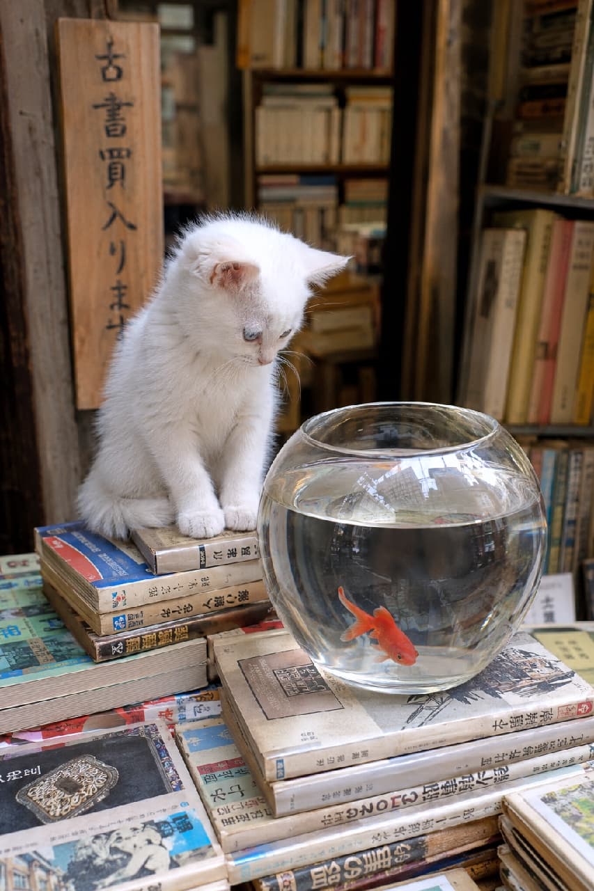 「ひらひら泳ぐ赤い金魚に釘付け!👀 古書の香りと白猫ちゃん、そして金魚鉢…日本の風情をギュッと詰め込んだ美しい一枚ですね🎐🐈 #純白の子猫 #書店 #にゃんすたぐらむ #猫好きさんと繋がりたい #猫のいる暮らし」Ultra-realistic high-quality photograph of a pure white kitten sitting on stacks of antique Japanese books, intensely watching a red goldfish swimming in a glass bowl in a traditional, retro secondhand bookstore. 「古書買入ります」の木製看板が掛かるレトロな日本の古書店で、山積みにされた和綴じの本や古い雑誌の上に座り、ガラスの金魚鉢の中を泳ぐ赤い金魚をじっと見つめる純白の子猫。一点の曇りもない真っ白な被毛が、古びた紙のセピア色や金魚の鮮やかな赤色と見事なコントラストを描き、静謐で叙情的な世界観を作り出しています