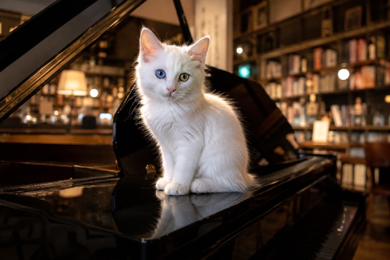 「本と音楽の魔法の空間へようこそ📚🎵 オッドアイの美しい白猫ちゃんが、特別な夜の演奏会に案内してくれそうですね✨ #ヘテロクロミア #書店 #にゃんすたぐらむ #猫好きさんと繋がりたい #猫のいる暮らし」Ultra-realistic high-quality photograph of a pristine white kitten with striking odd eyes (one blue, one yellow) sitting elegantly on a glossy black grand piano in a library or book cafe illuminated by warm, ambient lighting. 本棚に囲まれた暖かな照明の図書館で、黒く艶やかなグランドピアノの上にちょこんと座る純白の子猫。右目がブルー、左目がイエローの魅惑的なオッドアイを持ち、エレガントな空間で際立つ白さと神秘的な瞳が、ファンタジーの世界を思わせます