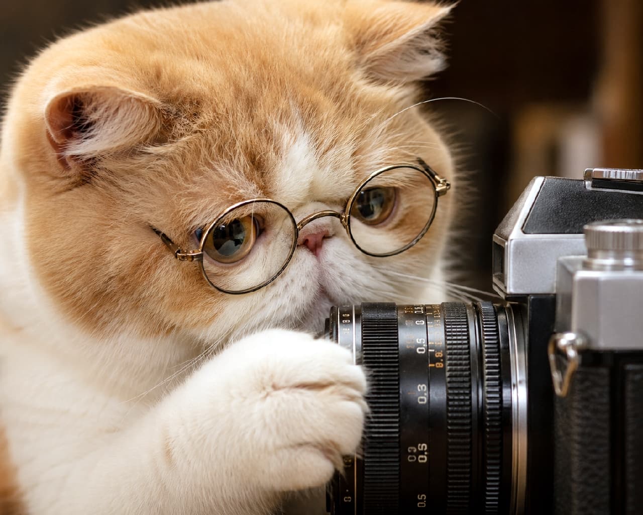 「ピント合わせはニャンとかなる？🐾 レンズに触れるふわふわのお手てと真剣な眼差しにキュンとしちゃいますね💖 #エキゾチックショートヘア #カメラ猫 #にゃんすたぐらむ #猫好きさんと繋がりたい #猫のいる暮らし」Ultra-realistic high-quality photograph of an exotic shorthair cat with orange and white fur wearing round glasses, gently touching the lens of a vintage camera with its fluffy paw. The cat looks intently at the lens with large amber eyes, illuminated by antique-style soft lighting. 丸眼鏡をかけたオレンジとホワイトの被毛を持つエキゾチックショートヘアの猫が、ヴィンテージカメラのレンズにふわふわの前足をそっと添えている情景。琥珀色の大きな瞳で真剣にレンズを見つめる愛らしい表情と、アンティーク調の落ち着いた光のニュアンスが美しい一枚