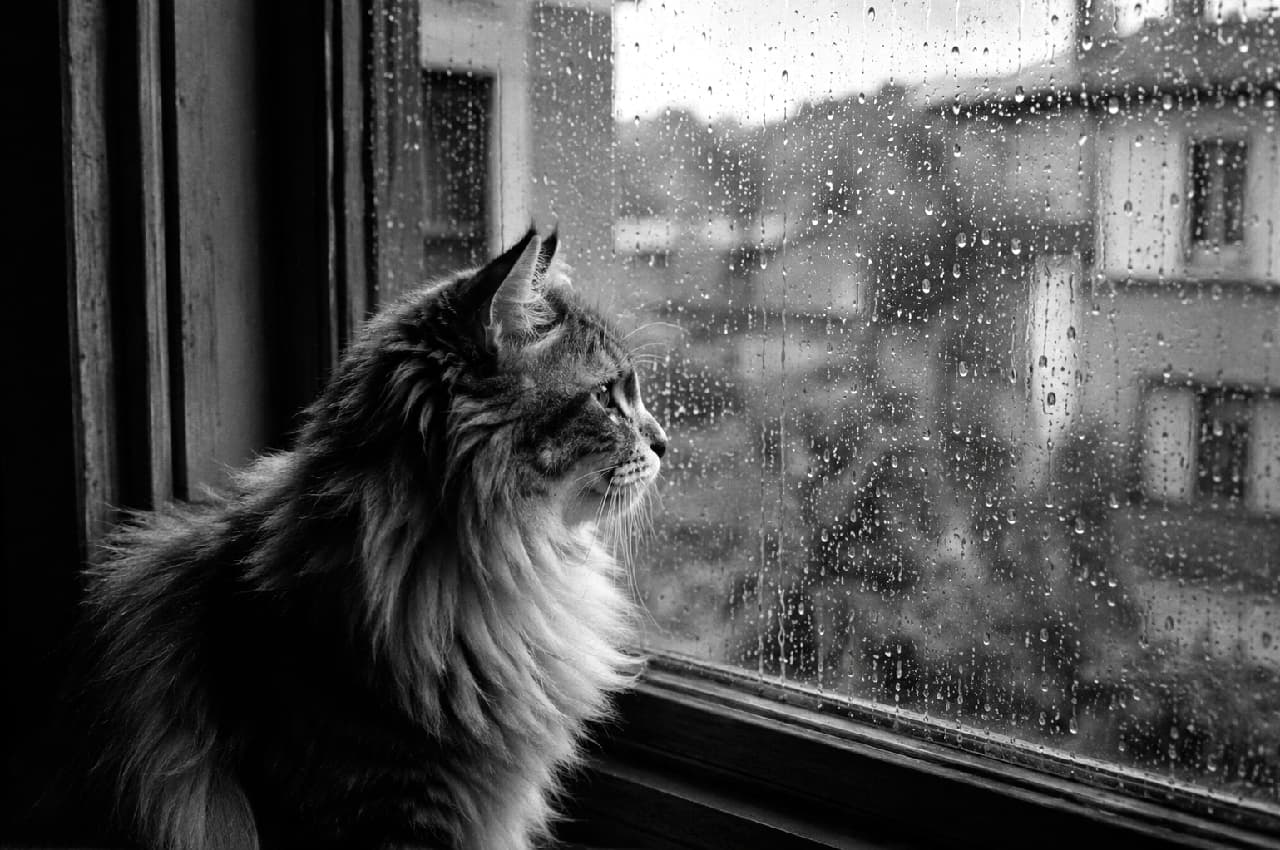 「雨の日はお家でまったり過ごすニャ☔️ 窓ガラスの雨粒とサイベリアン猫ちゃんの横顔がエモい、ノスタルジックな一枚です🐈‍⬛ #サイベリアン #窓辺 #猫のいる風景 #にゃんすたぐらむ #猫好きさんと繋がりたい #猫のいる暮らし」Ultra-realistic high-quality monochrome photograph of a Siberian cat gazing thoughtfully out a rain-streaked window, beautifully capturing the textures of its fur and the nostalgic, melancholic atmosphere of a rainy day in delicate black and white tones. 雨の滴が伝う窓辺に佇み、外の景色を静かに見つめるサイベリアンを捉えたモノクロ写真。ふさふさとした豊かな被毛の質感や、ノスタルジックな窓枠のディテール、憂いを帯びたような横顔のシルエットが、白黒の繊細なトーンで美しく表現されたドラマチックな一枚