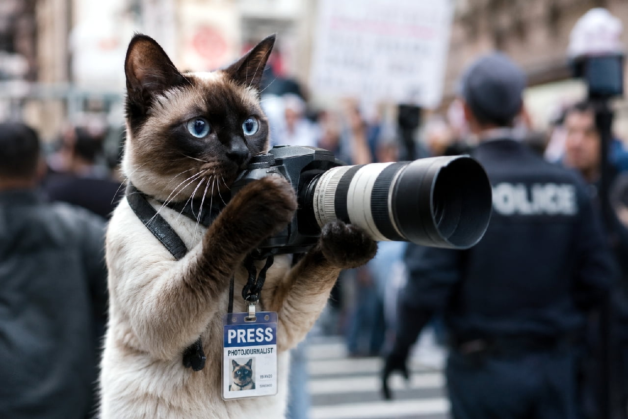 「スクープは絶対に逃さニャい！📸✨ 最前線でシャッターを切る敏腕の猫記者さんに密着です🐾 どんな記事になるのかな？ #シャム猫 #猫記者 #フォトジャーナリスト #にゃんすたぐらむ #猫好きさんと繋がりたい #猫のいる暮らし」Ultra-realistic high-quality photograph of a Siamese cat with beautiful seal point fur acting as a photojournalist. The cat is wearing a PRESS ID badge and firmly holding a DSLR camera with a large telephoto lens. Its striking sapphire blue eyes are focused, with a cinematic bokeh background showing a crowd and police. PRESSのIDバッジを首から下げた美しいシールポイントのシャム猫が、望遠レンズ付きの一眼レフカメラを力強く構えている情景。サファイアブルーの鋭い瞳で被写体を捉え、背景には群衆や警官の姿がシネマティックにぼけて映り込んでいる緊迫感のある一枚