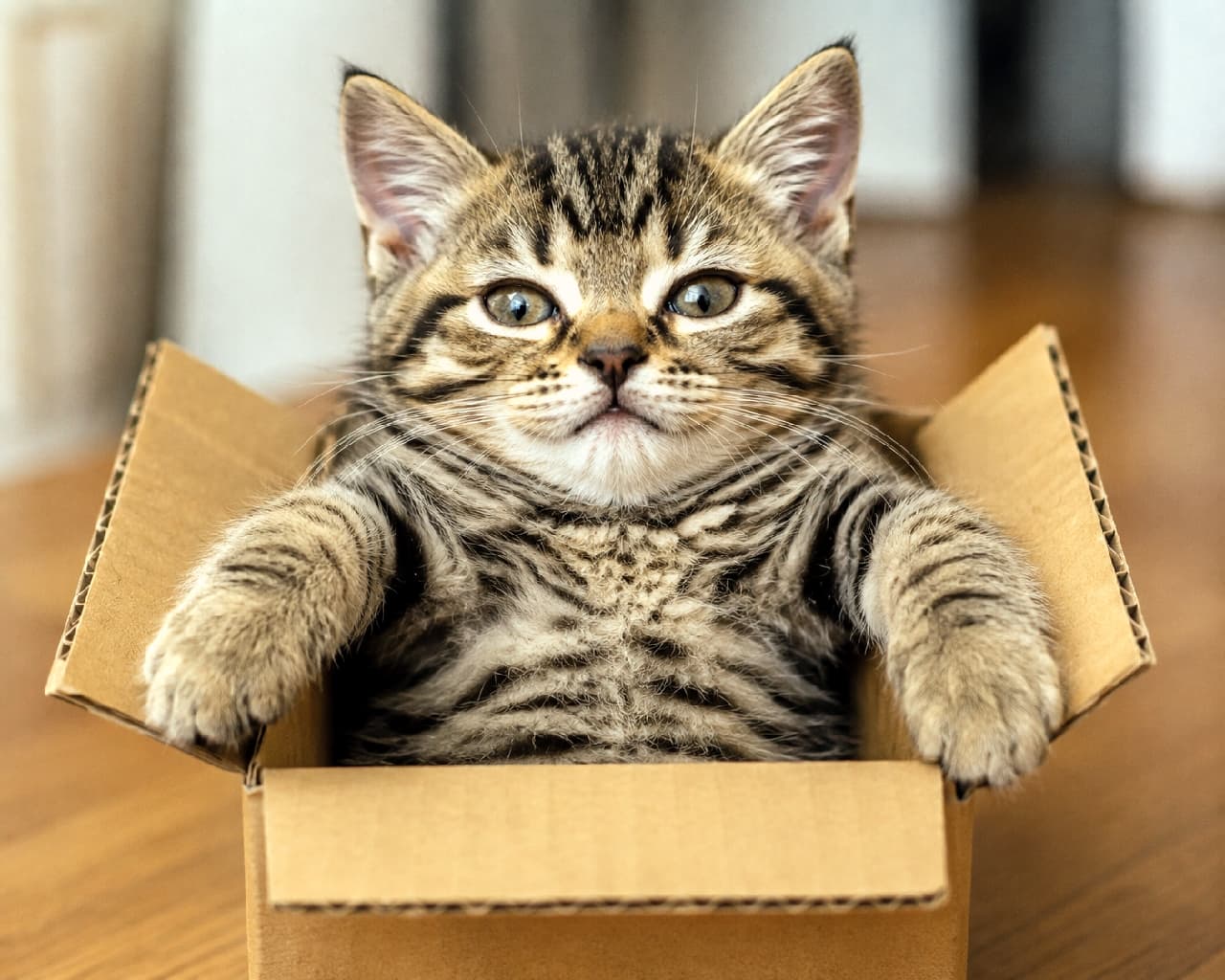 「機材が入ってた箱はボクのものニャ！📦 大切なカメラより箱が気に入っちゃった、やんちゃなキジトラベビー🍼💕 #子猫 #段ボール箱 #猫のいる風景 #にゃんすたぐらむ #猫好きさんと繋がりたい #猫のいる暮らし」Ultra-realistic high-quality photograph of an adorable tabby kitten relaxing inside a small cardboard box, resting its paws on the edge and looking directly at the camera with big, curious eyes, highlighting its beautiful striped coat. 撮影機材の入っていた小さな段ボール箱にすっぽりと入り込み、縁に両前足をかけてリラックスするキジトラの子猫。くりくりとした大きな丸い瞳と、おでこの見事なM字模様、そして箱のサイズ感が絶妙にマッチした、無邪気で愛らしい瞬間を捉えた一枚